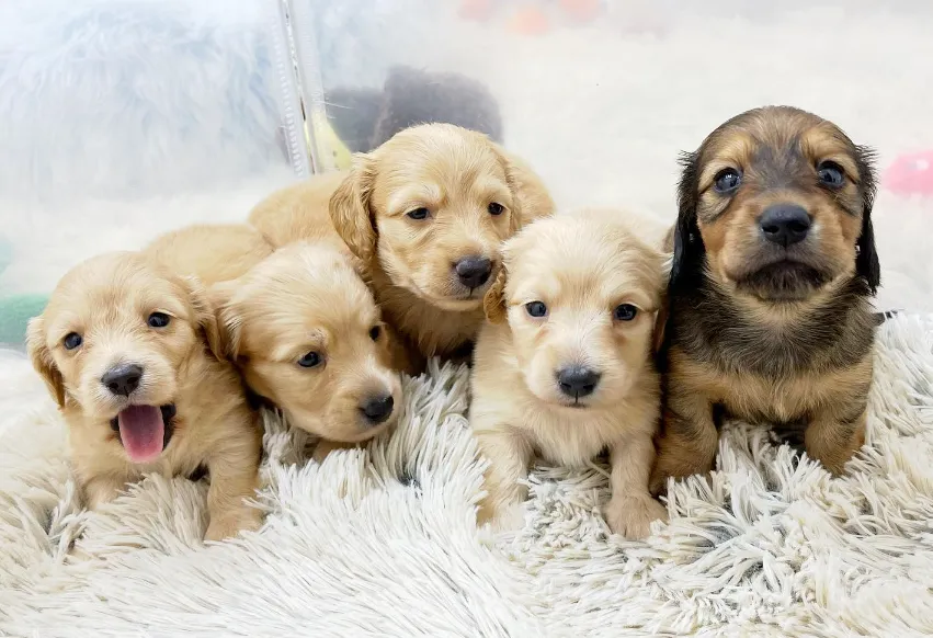 子犬の出生がわかる細かな情報を共有