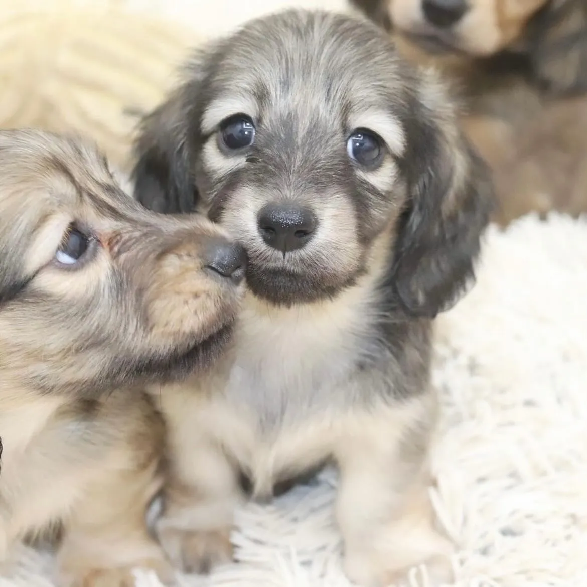 お迎えの日🐶✨