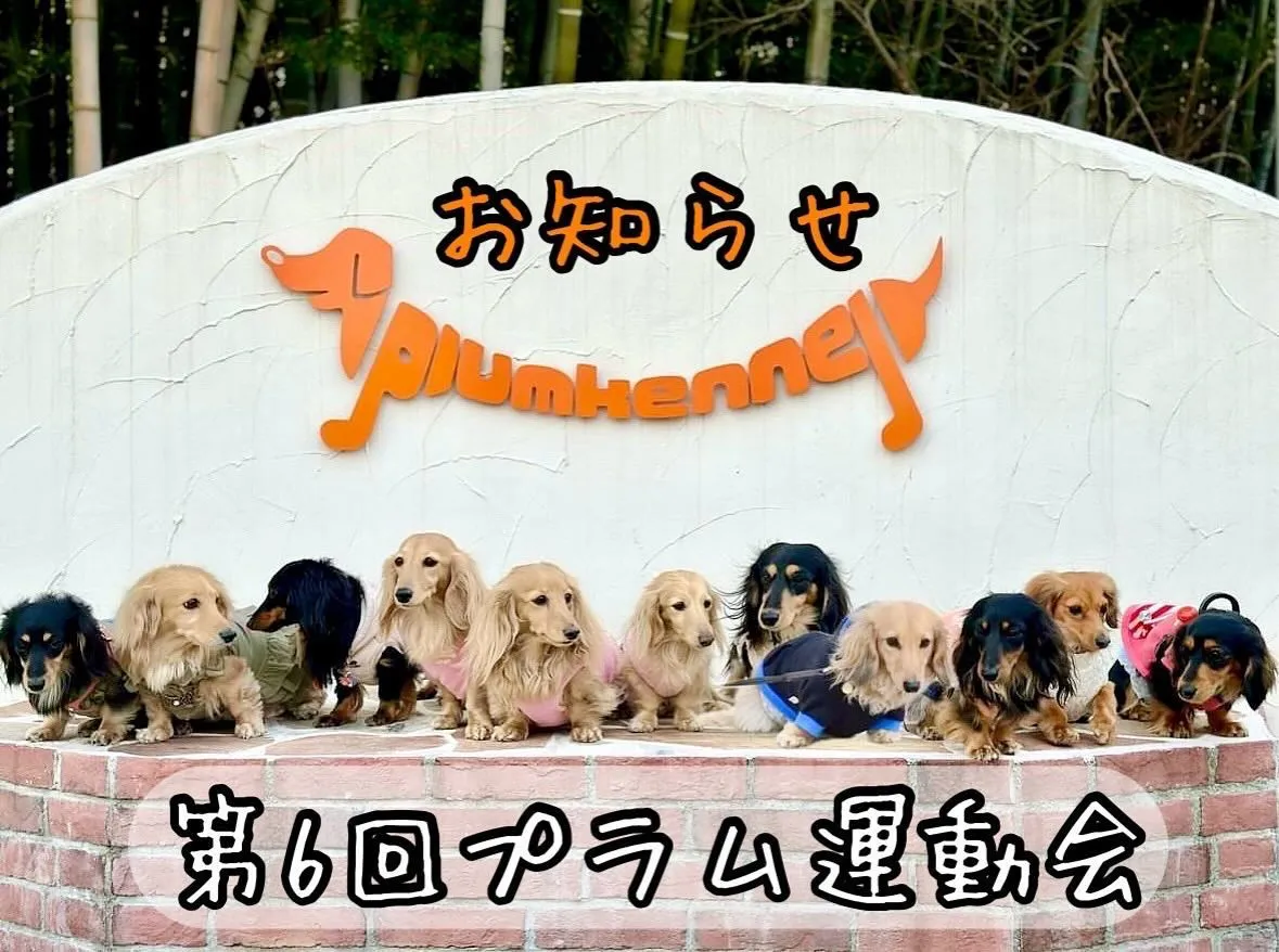 プラム犬オーナー様へ