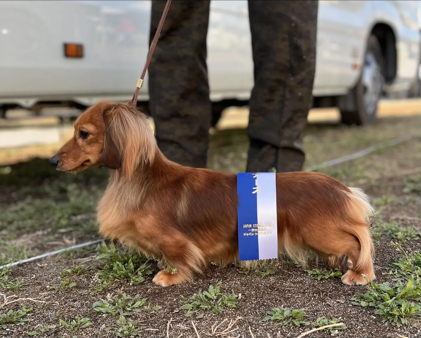 Kaninchen Dachshund Puppy Avai...