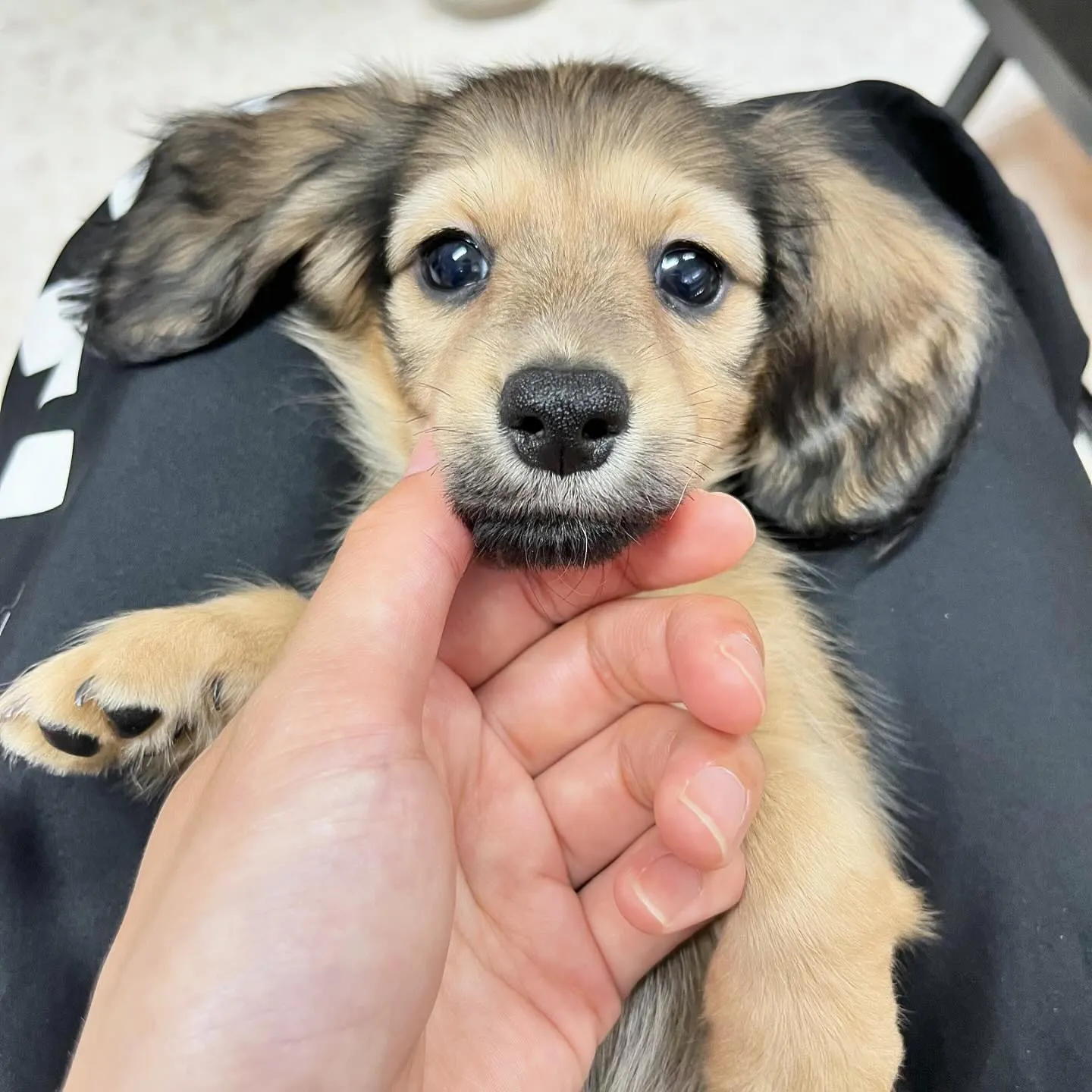 カニンヘンダックスフンドの甘えん坊ちゃん🎀