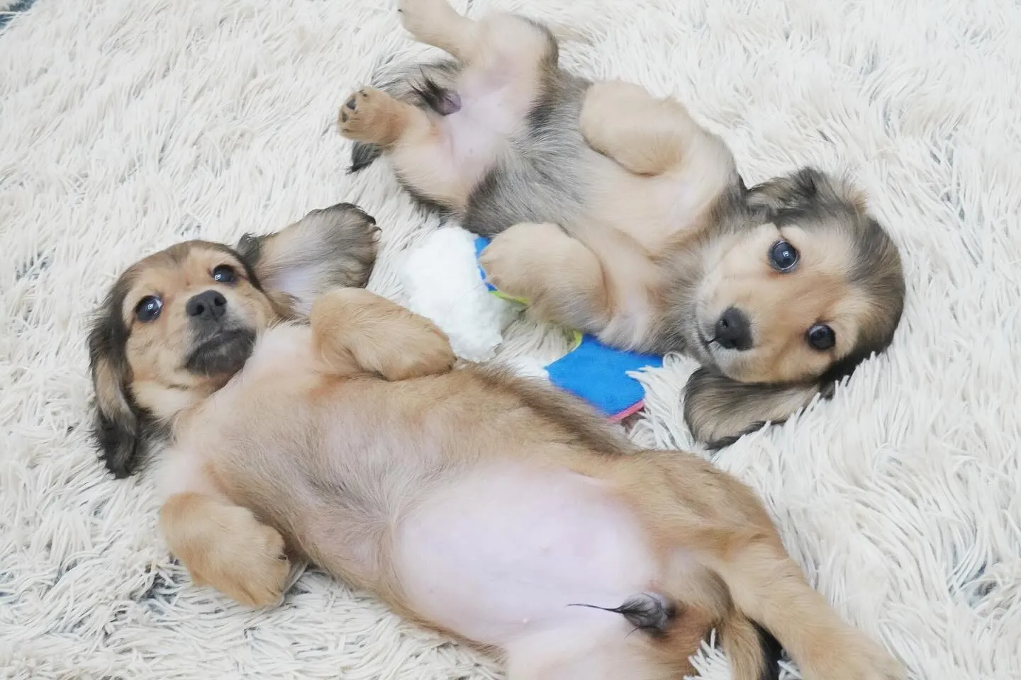 ふたり揃ってコロンと可愛い子犬ちゃん🐾