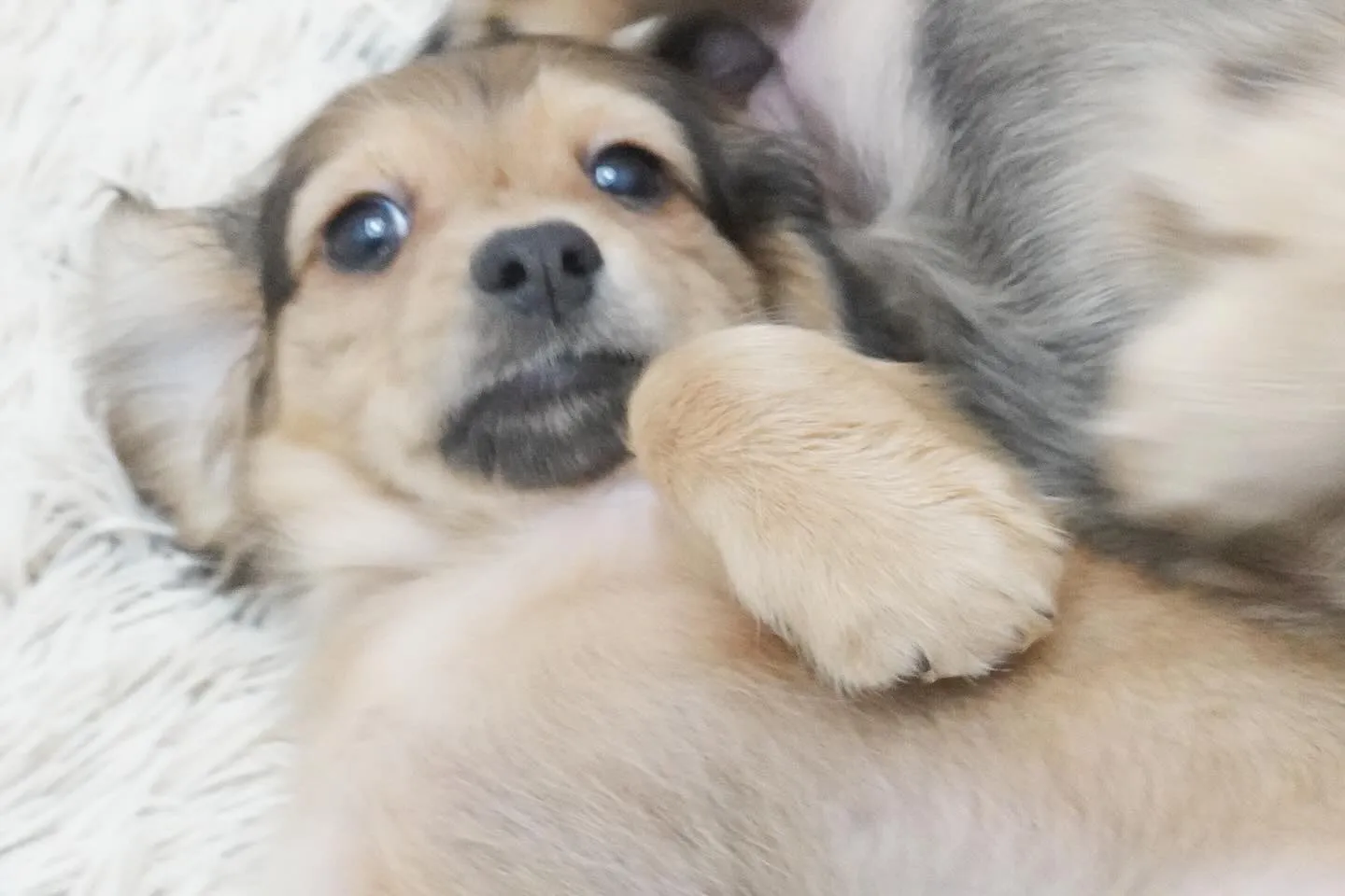 ふたり揃ってコロンと可愛い子犬ちゃん🐾