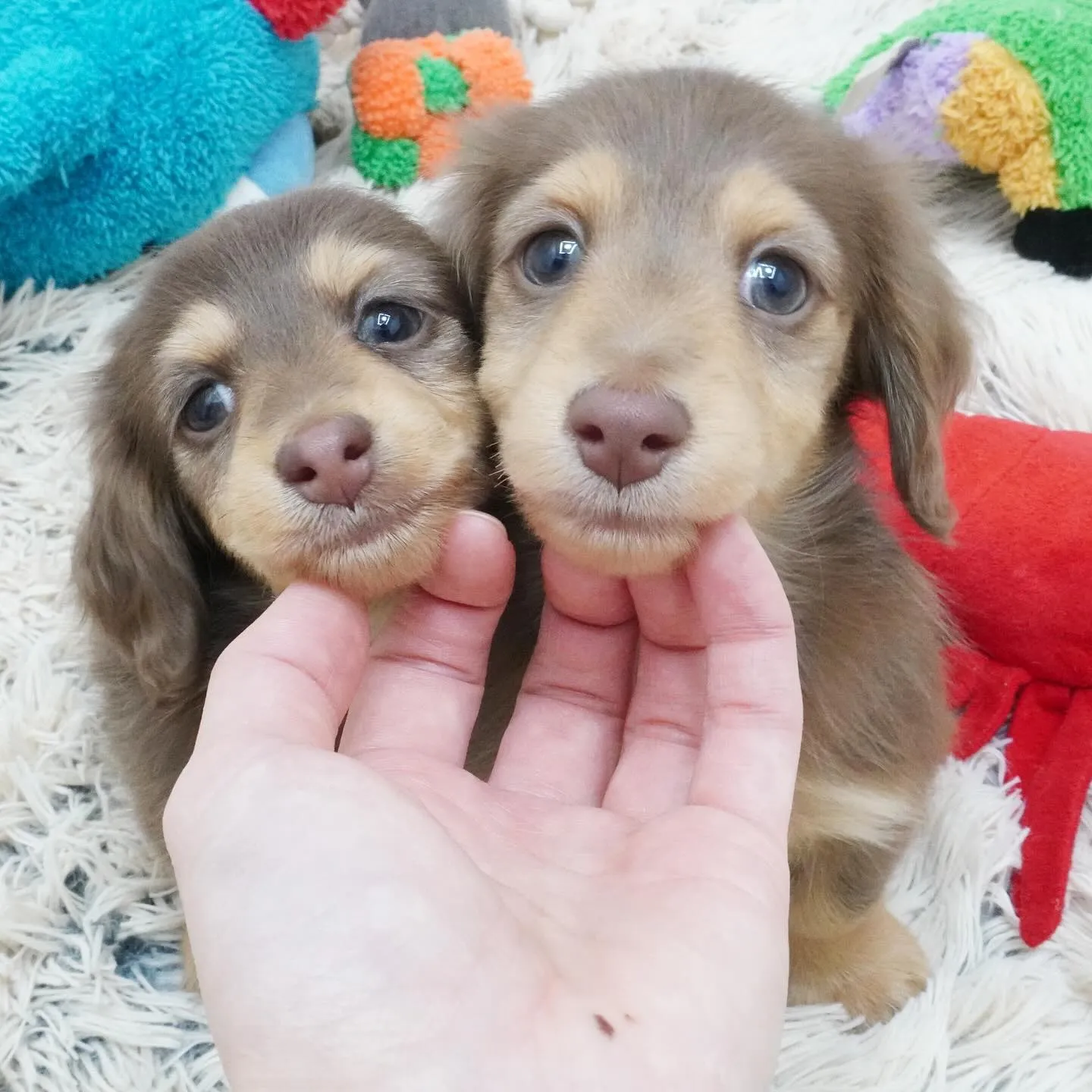 小さめサイズのミニチュアダックスフンド、チョコタン兄妹🍫💖