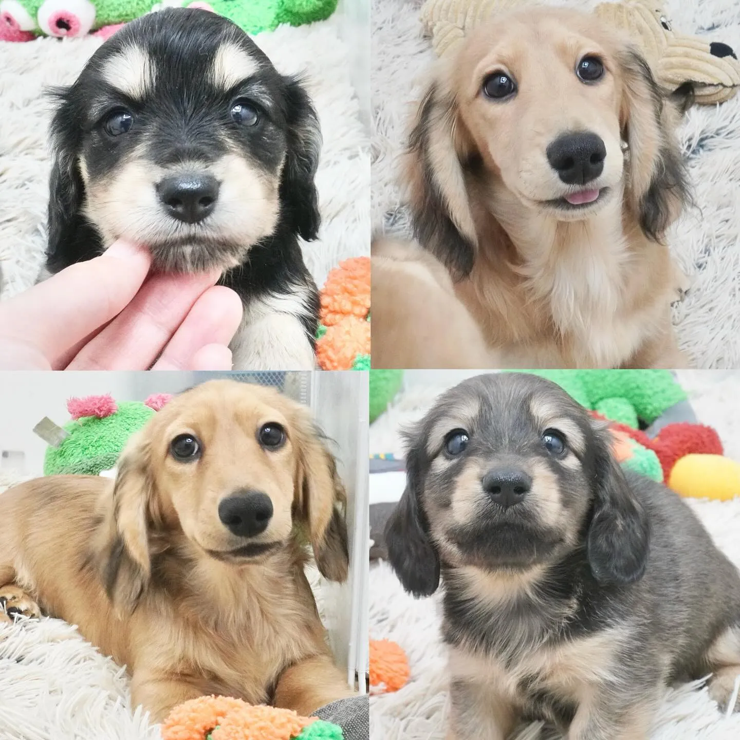 子犬情報更新しました🐾