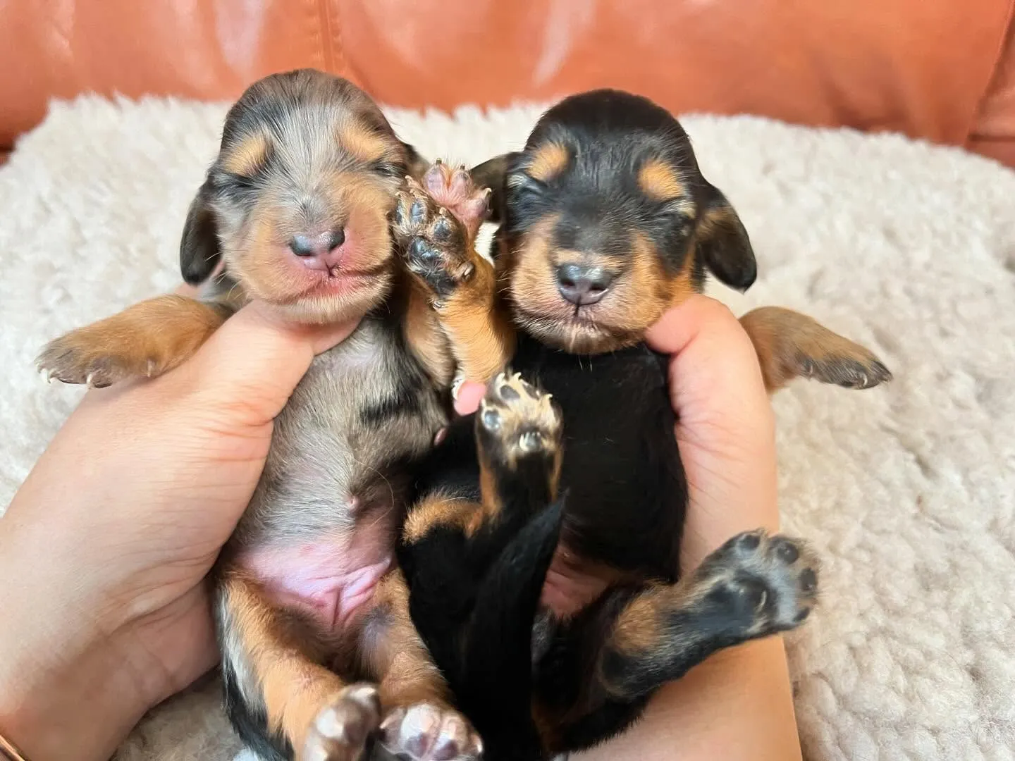 トゥトゥBaby産まれました🐶🍼💕