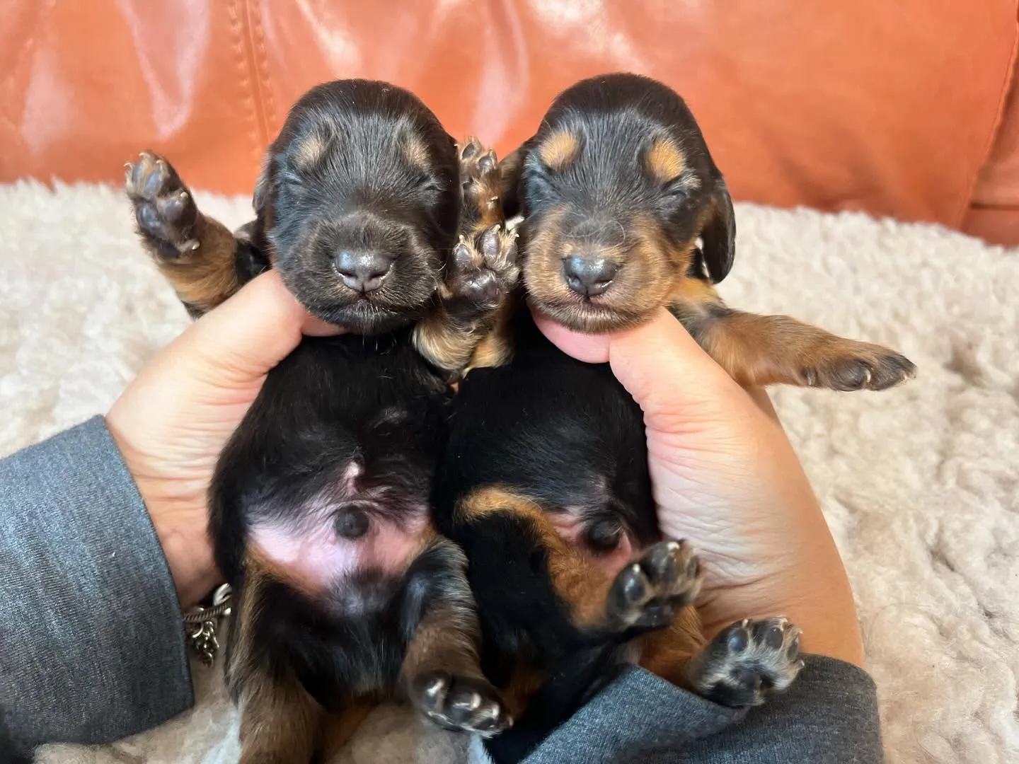 トゥトゥBaby産まれました🐶🍼💕