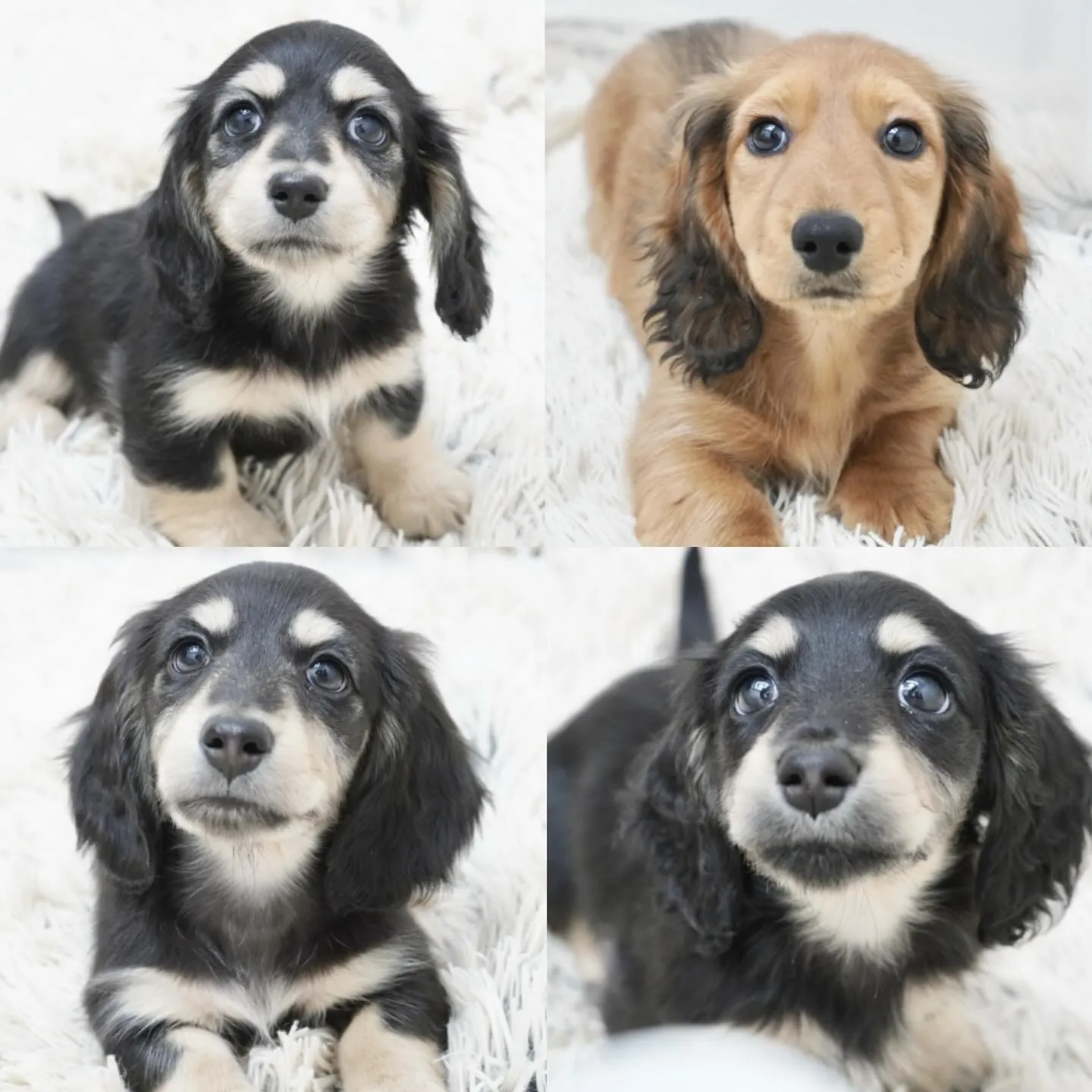 子犬情報🐶更新しています✨