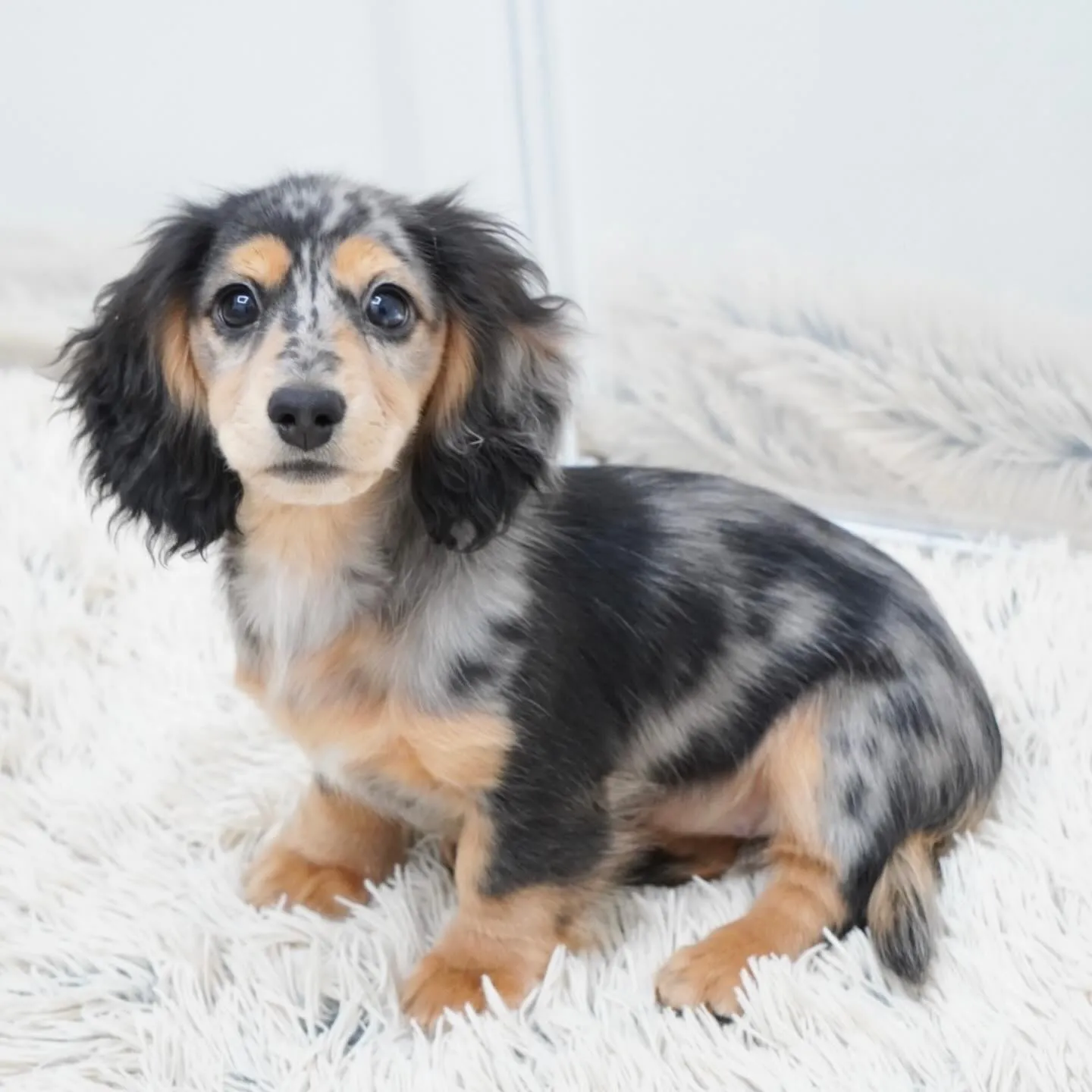 トゥトゥbaby シルバーダップル女の子🎀