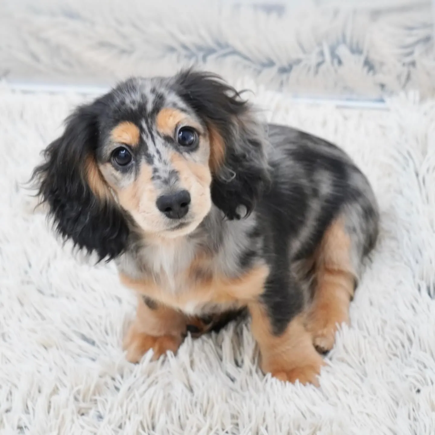 トゥトゥbaby シルバーダップル女の子🎀