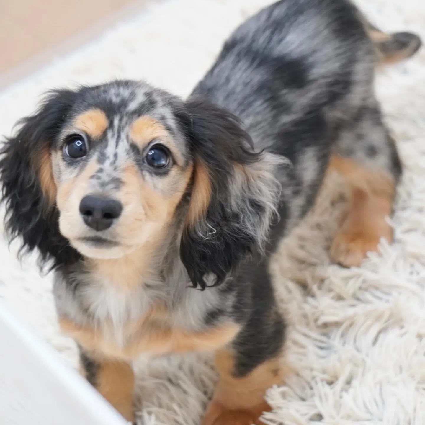 トゥトゥbaby シルバーダップル女の子🎀