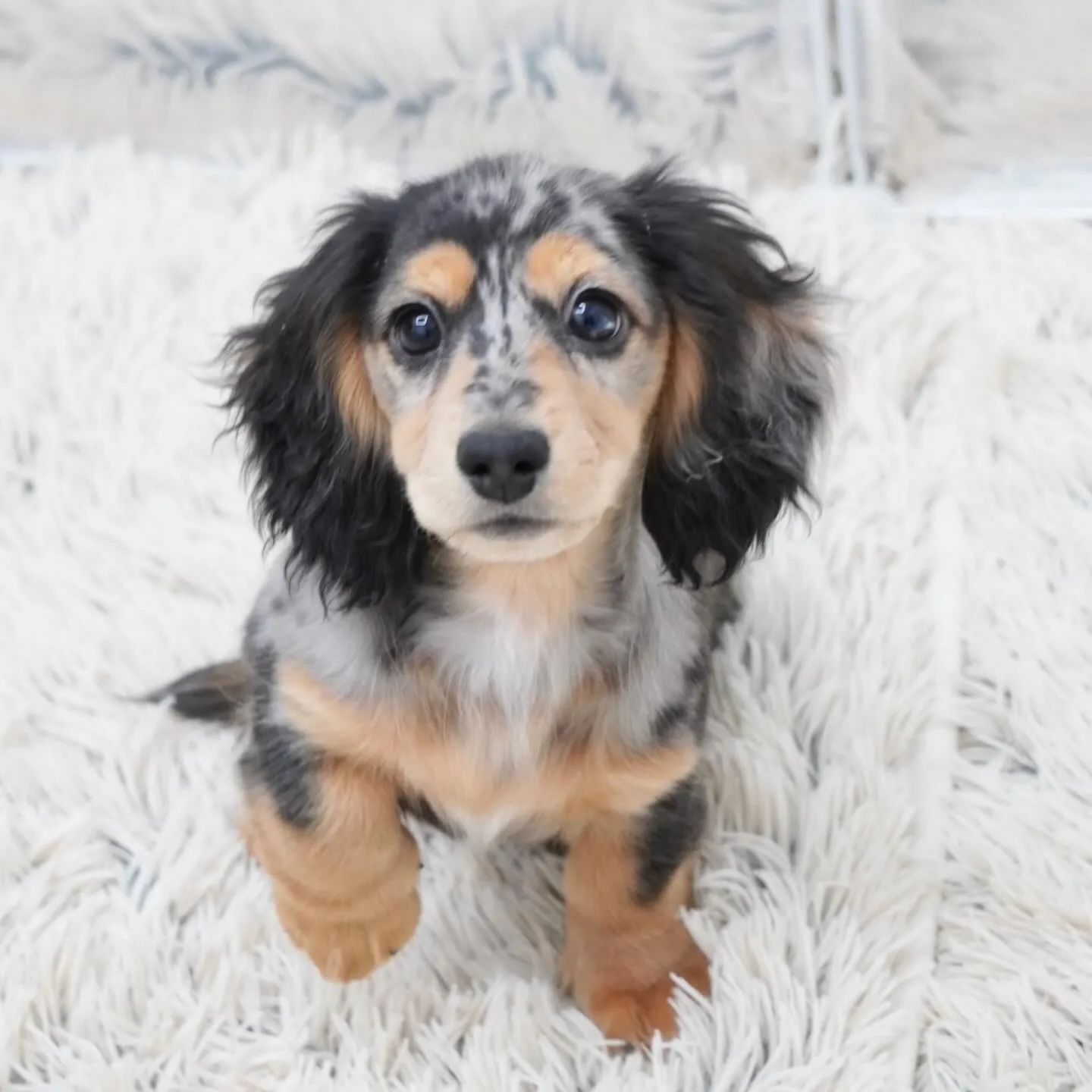 トゥトゥbaby シルバーダップル女の子🎀