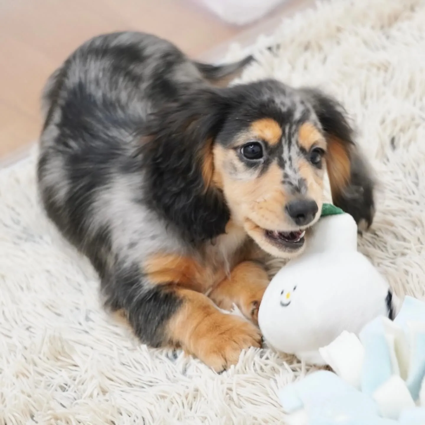 トゥトゥbaby シルバーダップル女の子🎀