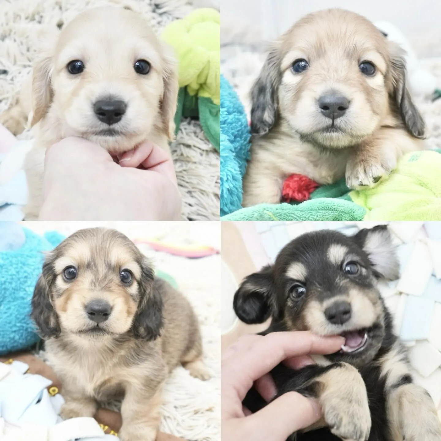 ミニチュアダックスフンド4兄妹🐶💕