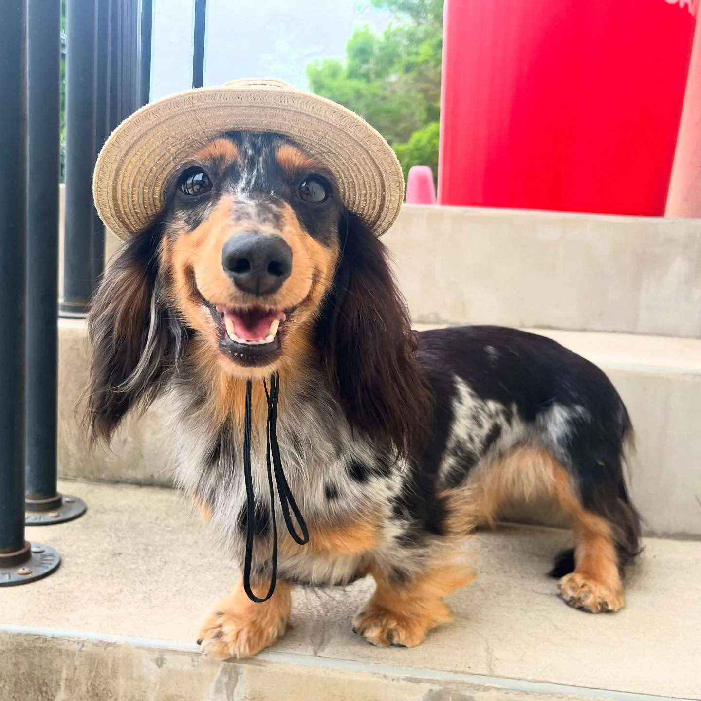 麦わら帽子👒がよく似合うトゥトゥさん