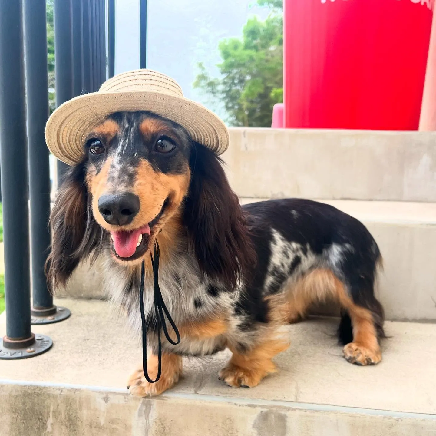 麦わら帽子👒がよく似合うトゥトゥさん