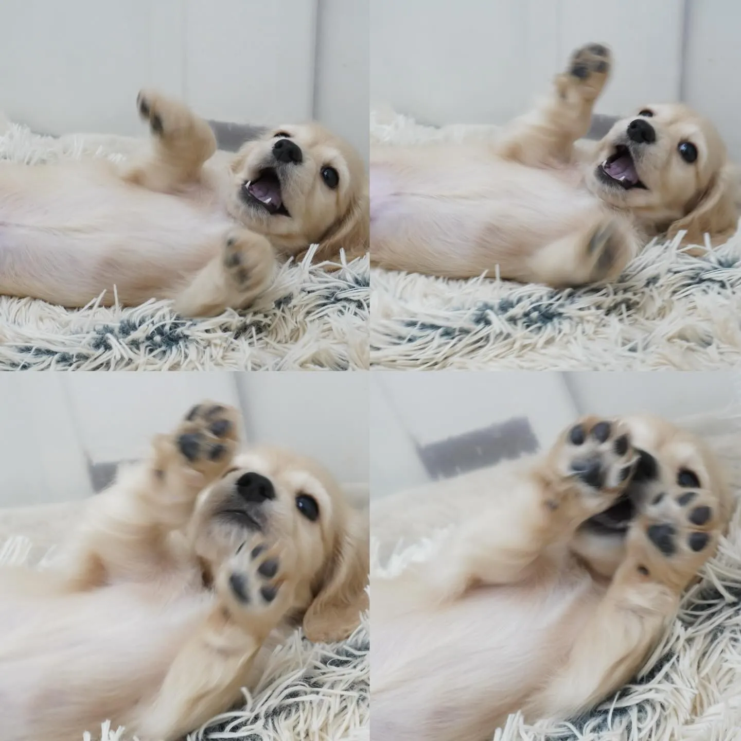 ミニチュアダックスフンドのイエロー男の子