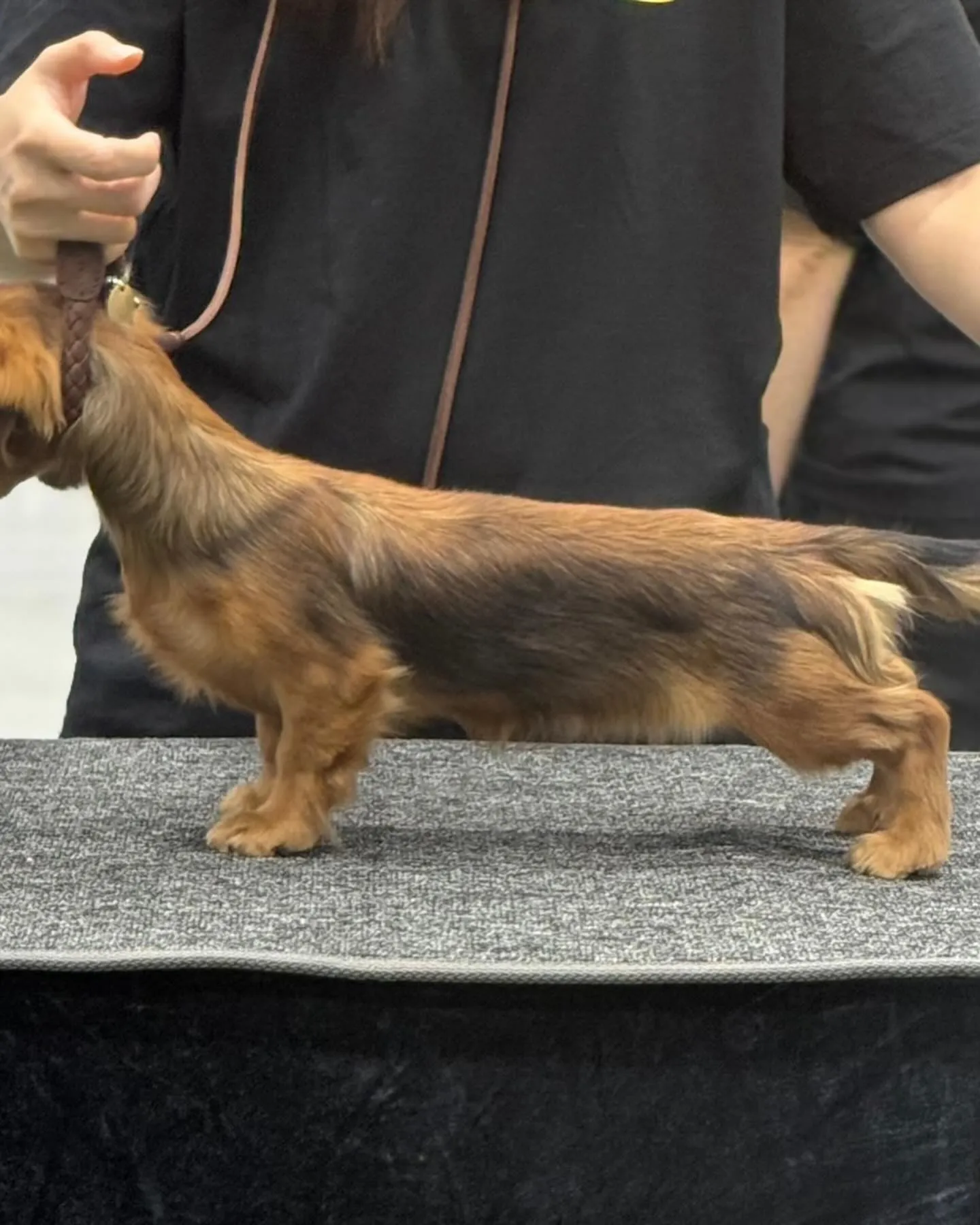Rabbit Dachshund