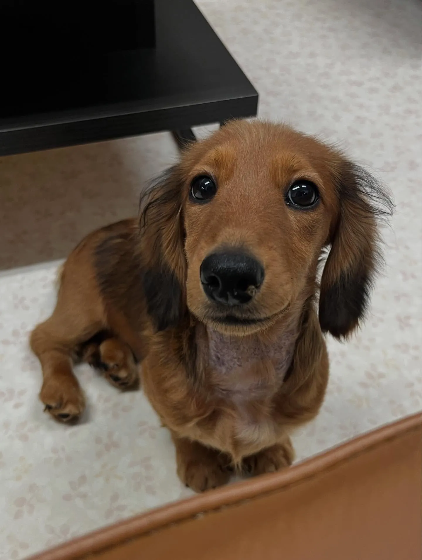 ミニチュアダックスフンド、レッド男の子です