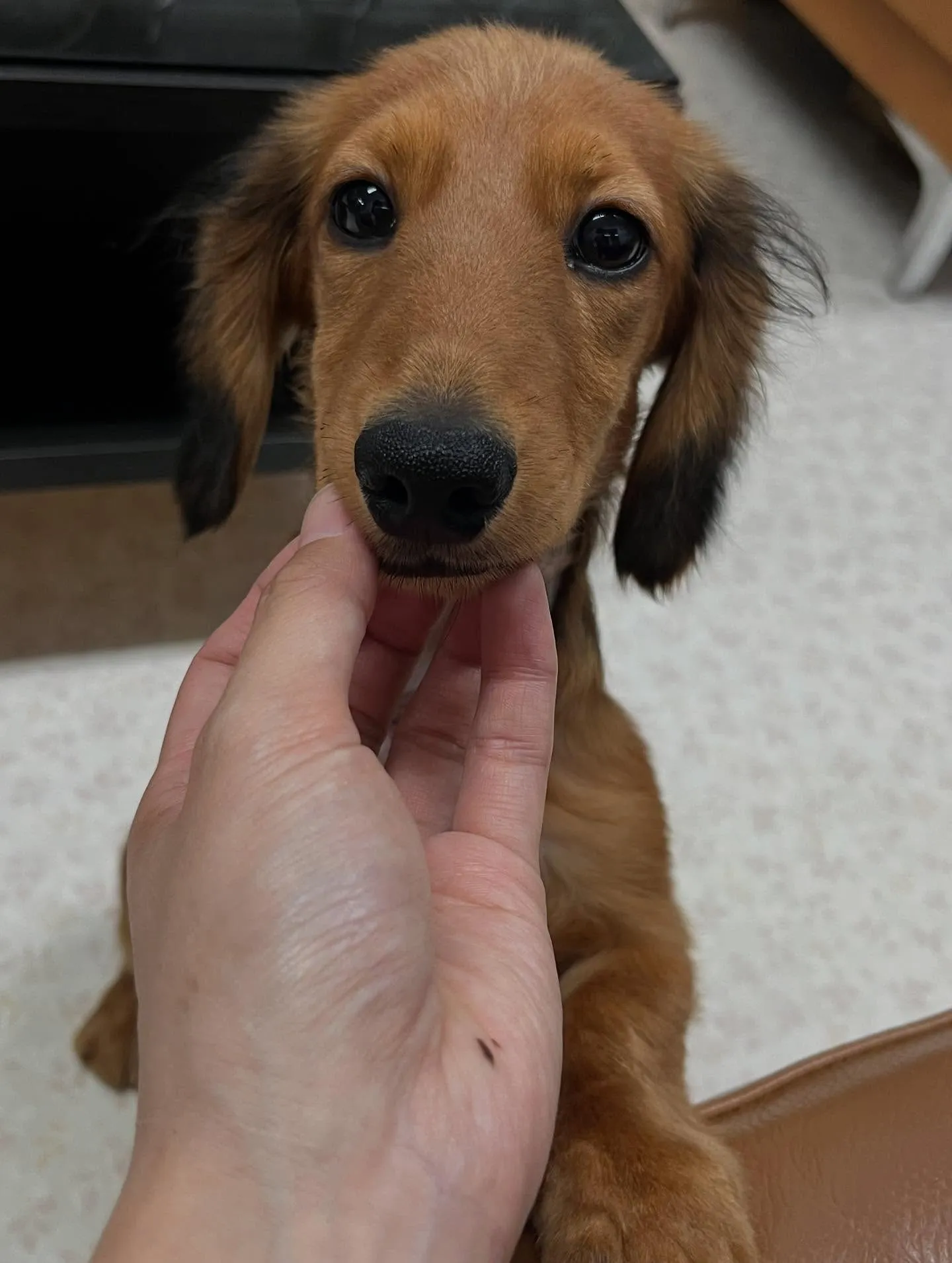 ミニチュアダックスフンド、レッド男の子です