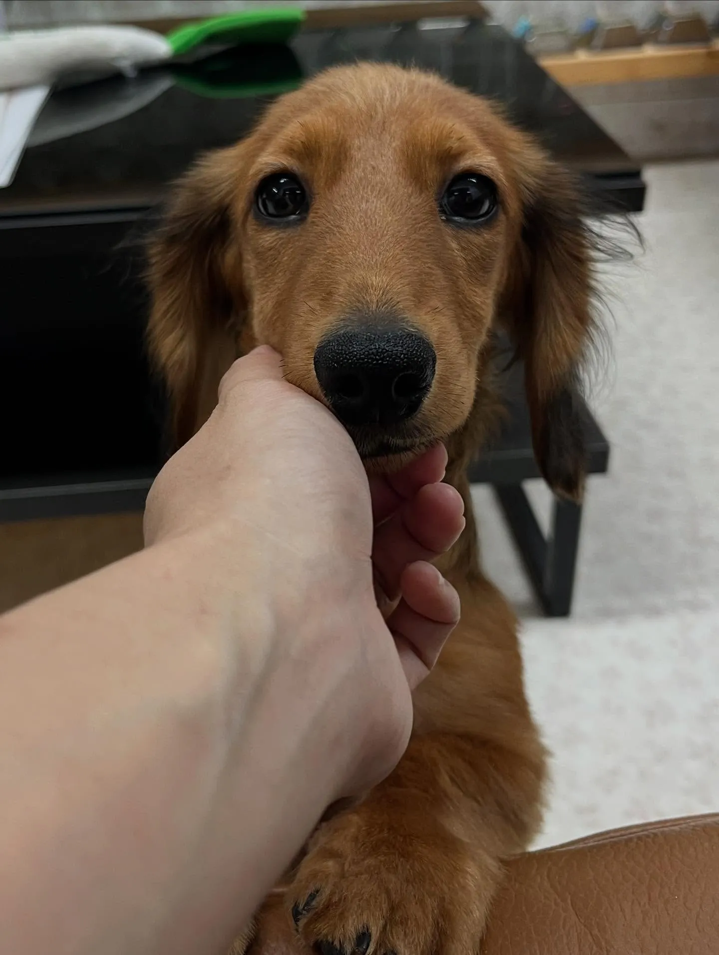 ミニチュアダックスフンド、レッド男の子です