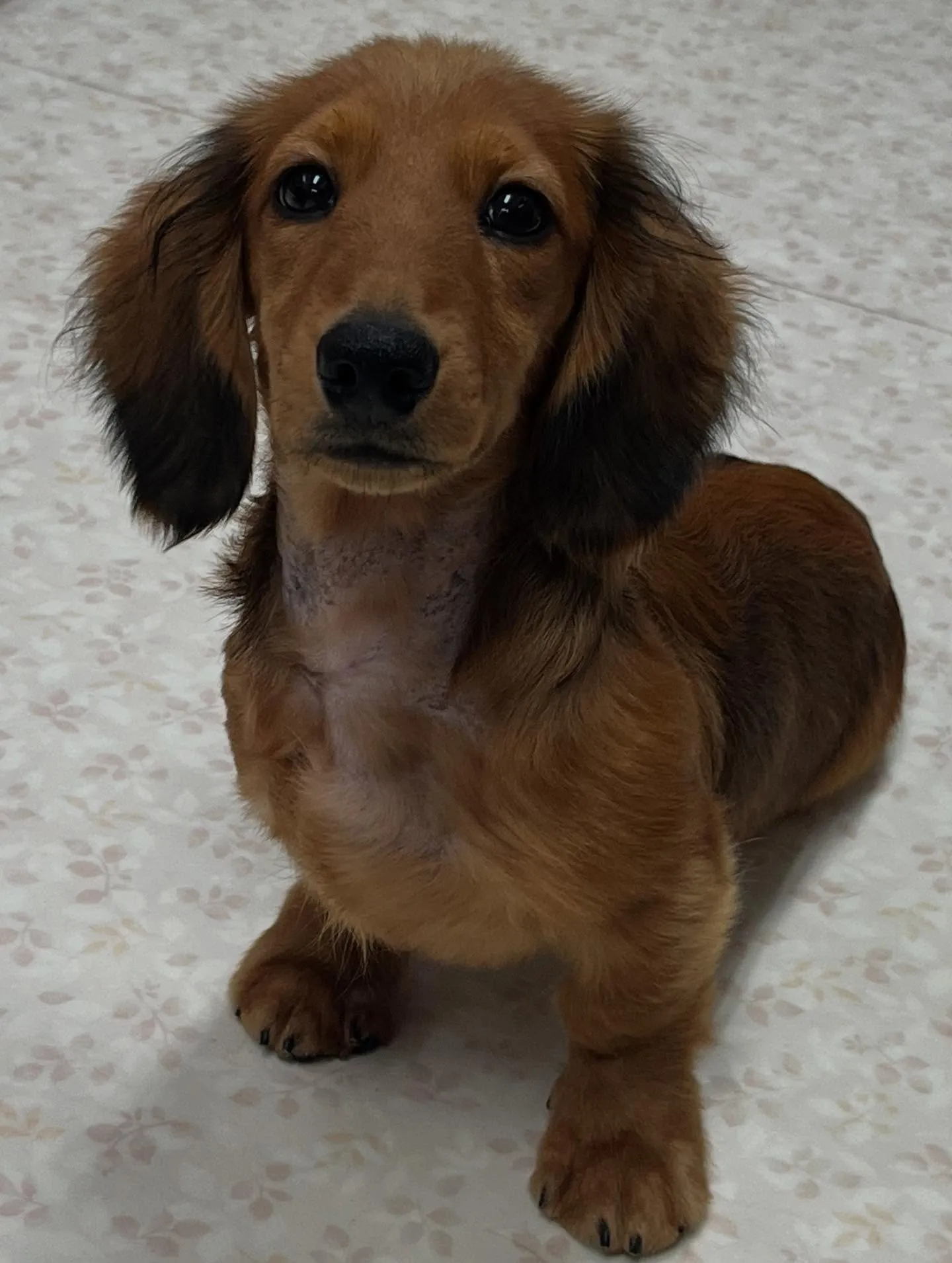 ミニチュアダックスフンド、レッド男の子です