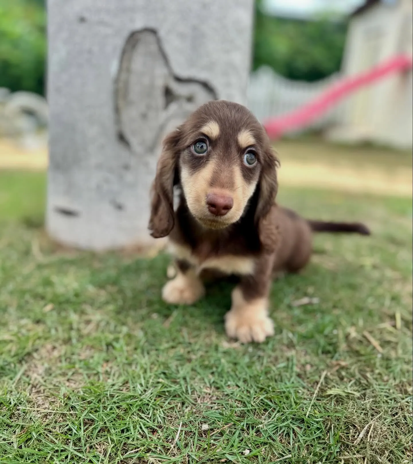 Kaninchen Dachshund 