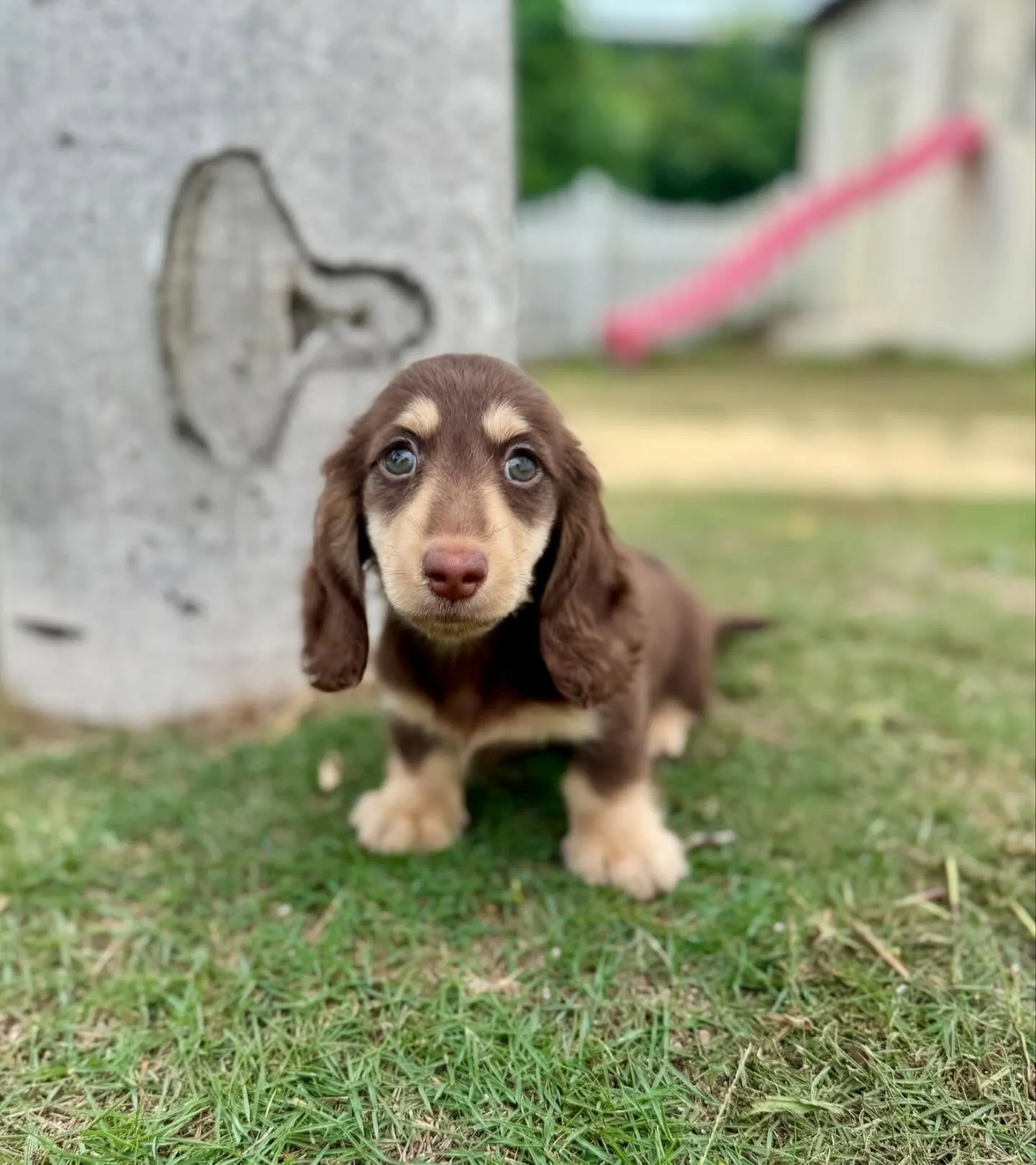 Kaninchen Dachshund 