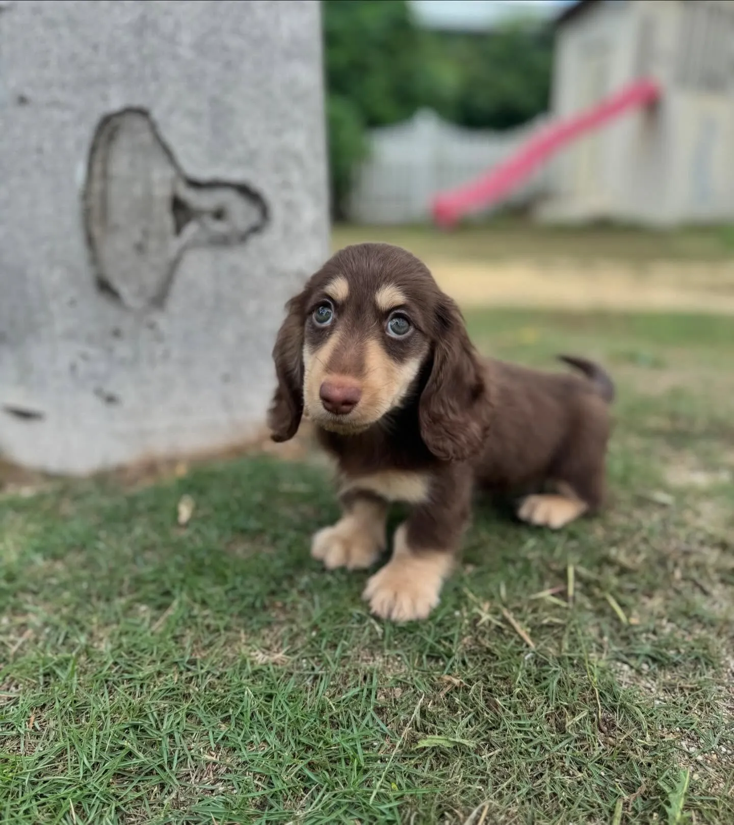 Kaninchen Dachshund 