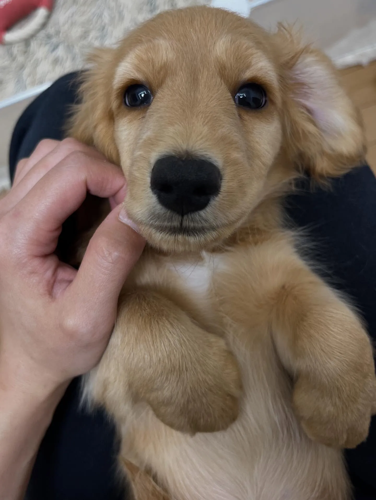 ミニチュアダックスフンド ゴールド男の子👦🩵