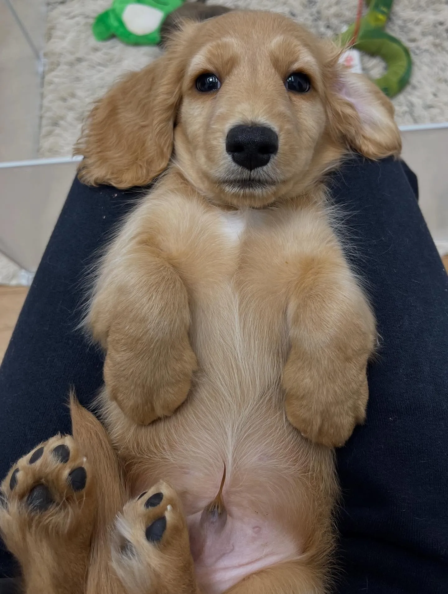 ミニチュアダックスフンド ゴールド男の子👦🩵