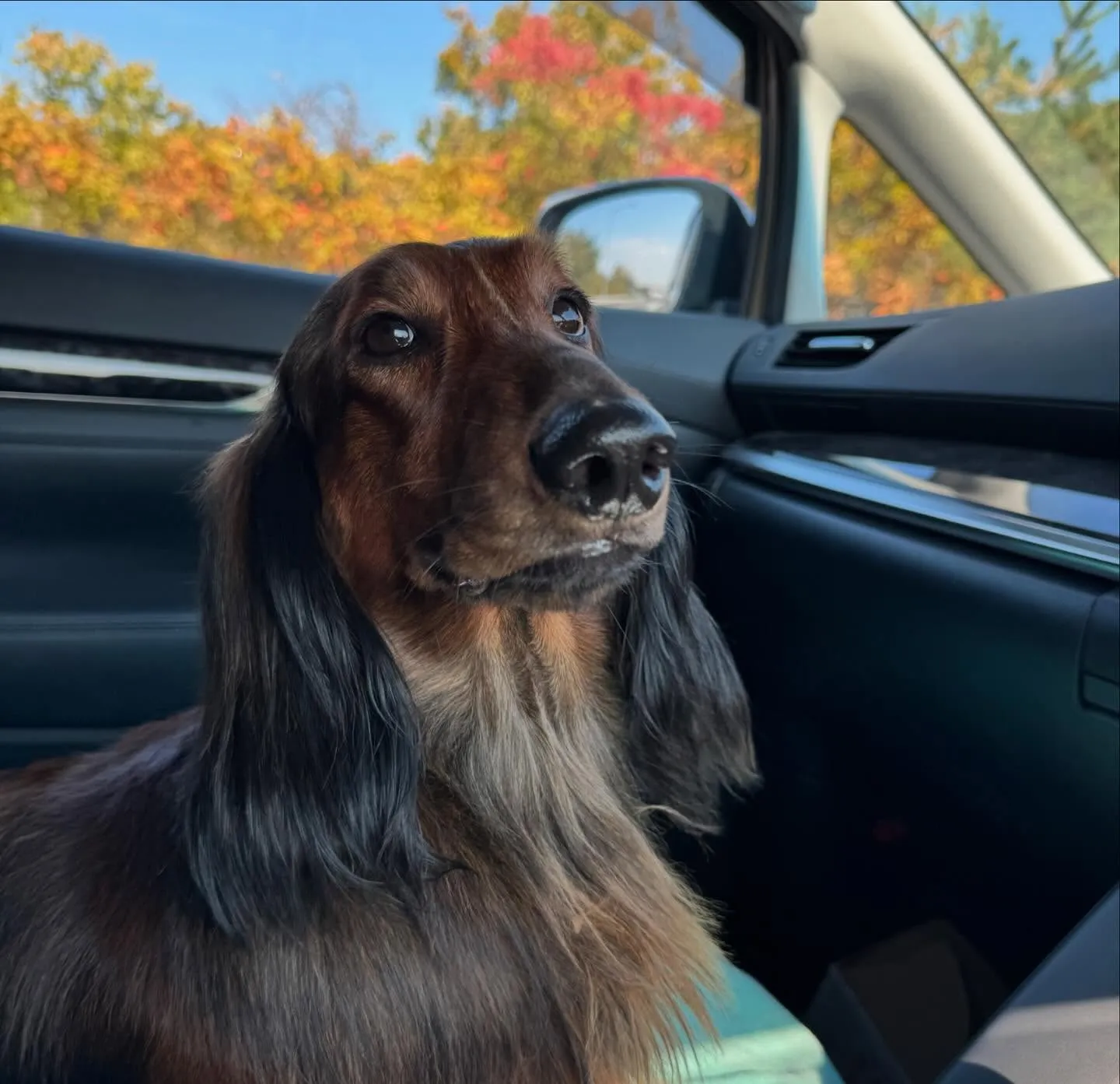 東京サマーランドまで乗用車でボクちゃんと初めての2人犬旅🐶🙋...