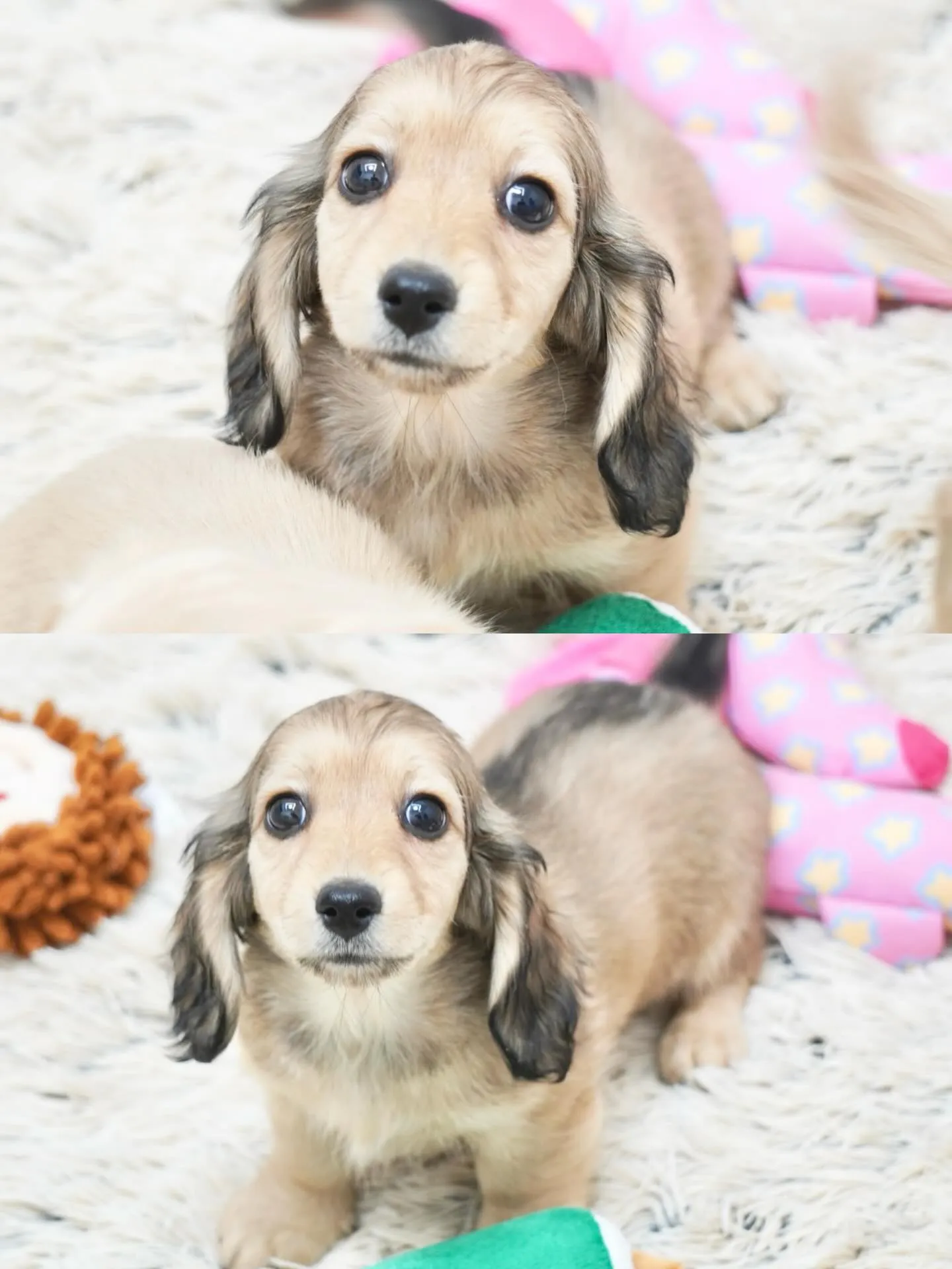 可愛らしいお顔のシェイデッドイエロー女の子🎀