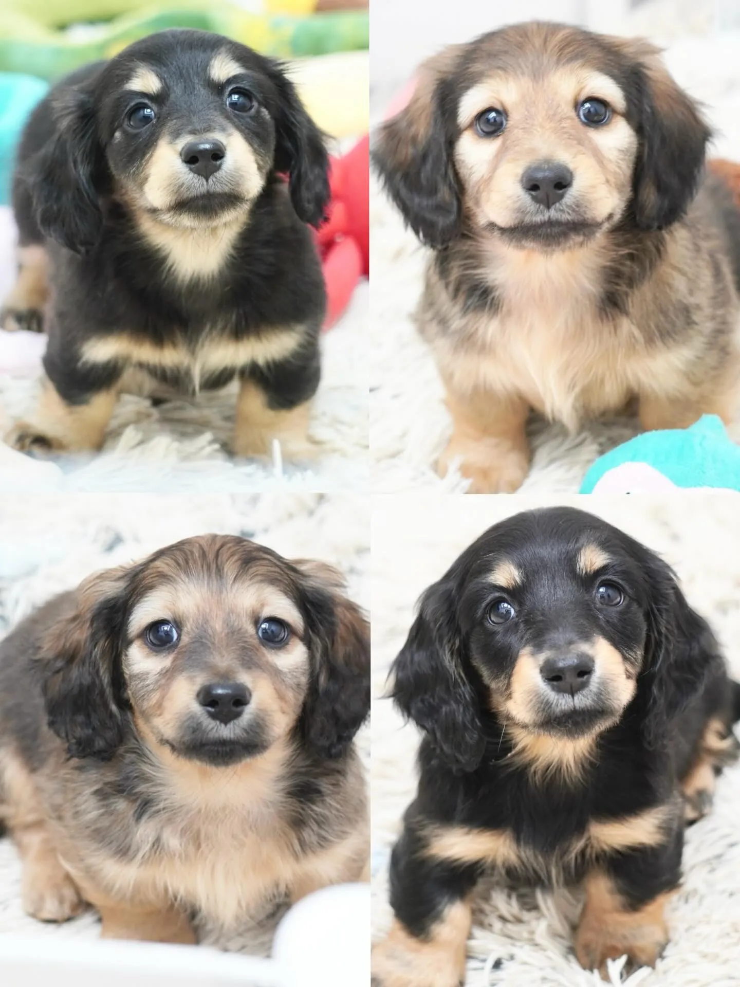 ミニチュアダックスフンド