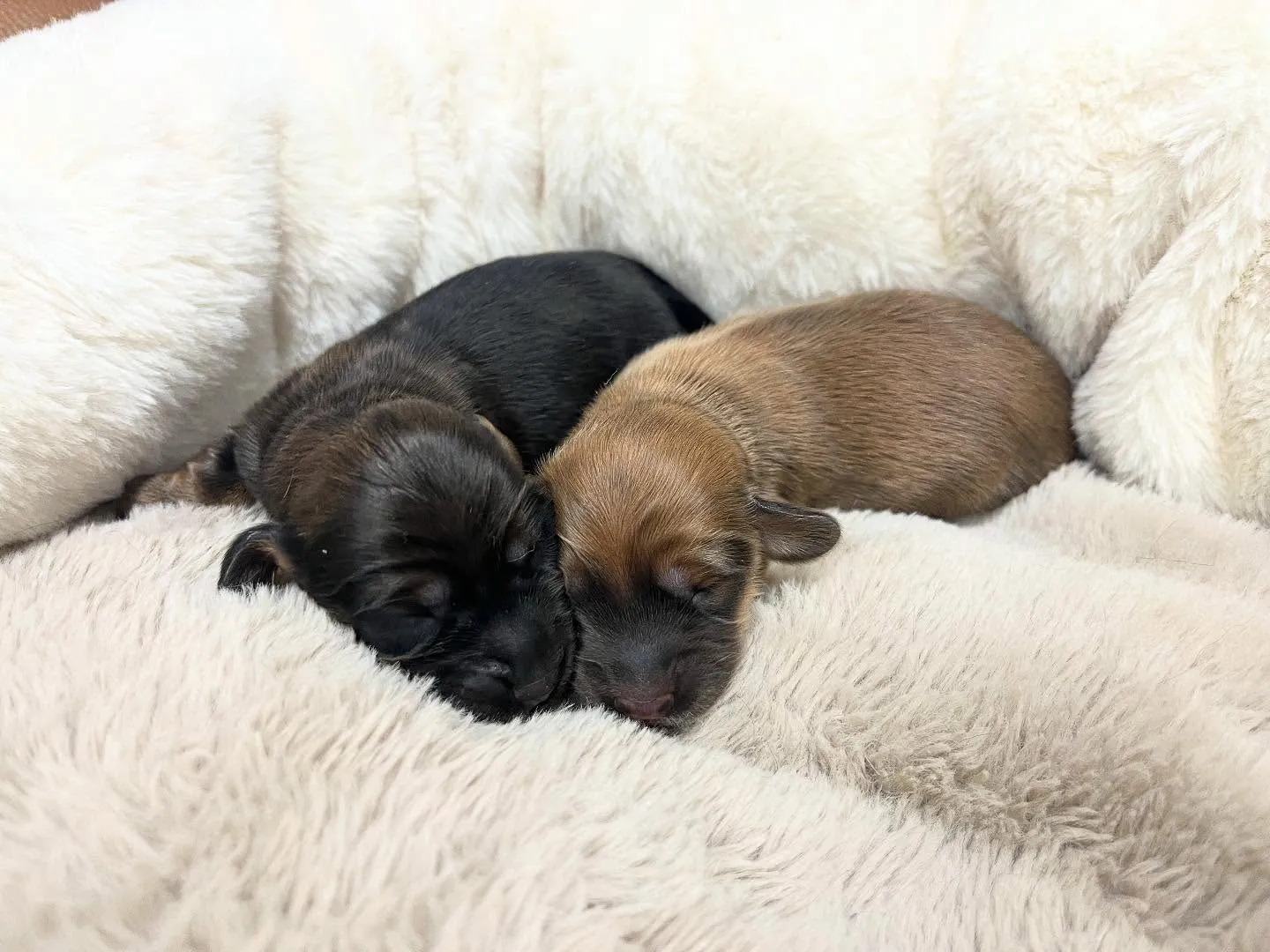 お久しぶりのショーンBaby🍼