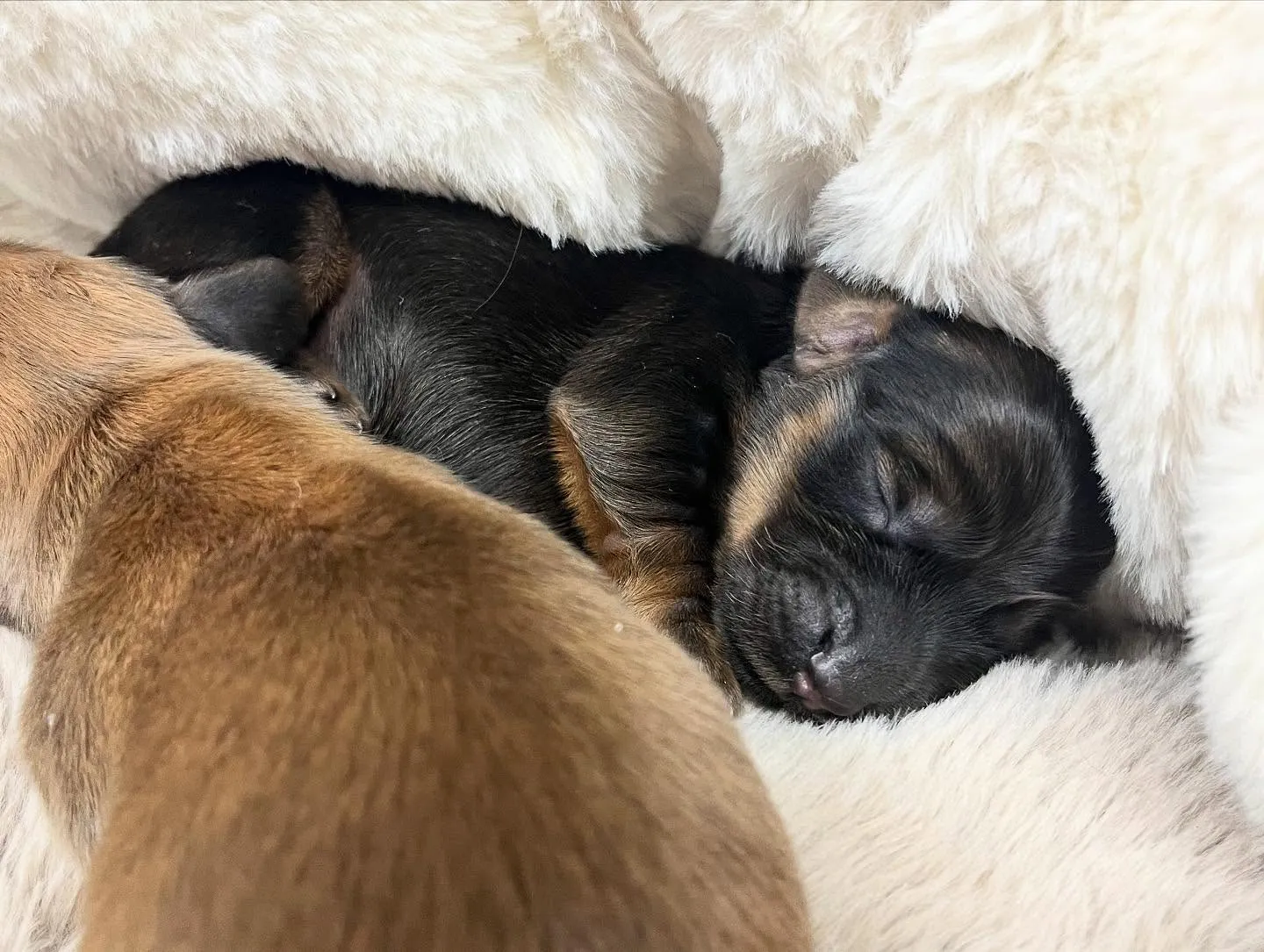 お久しぶりのショーンBaby🍼