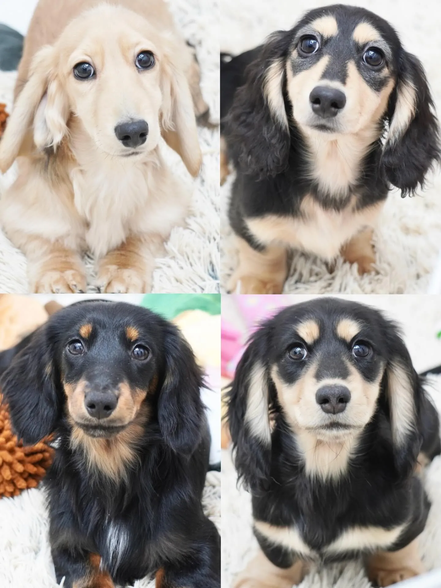 📸子犬情報更新しました🆙