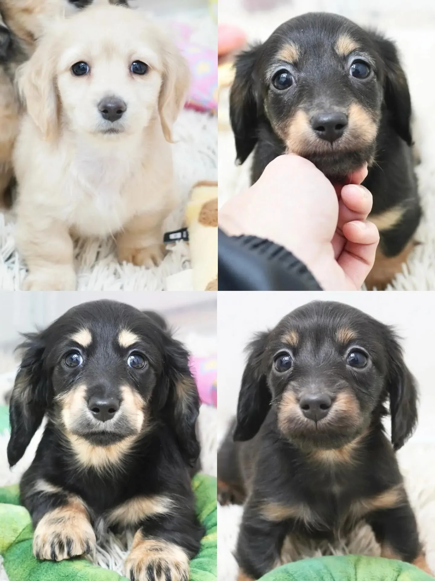 📸子犬情報更新しました🆙