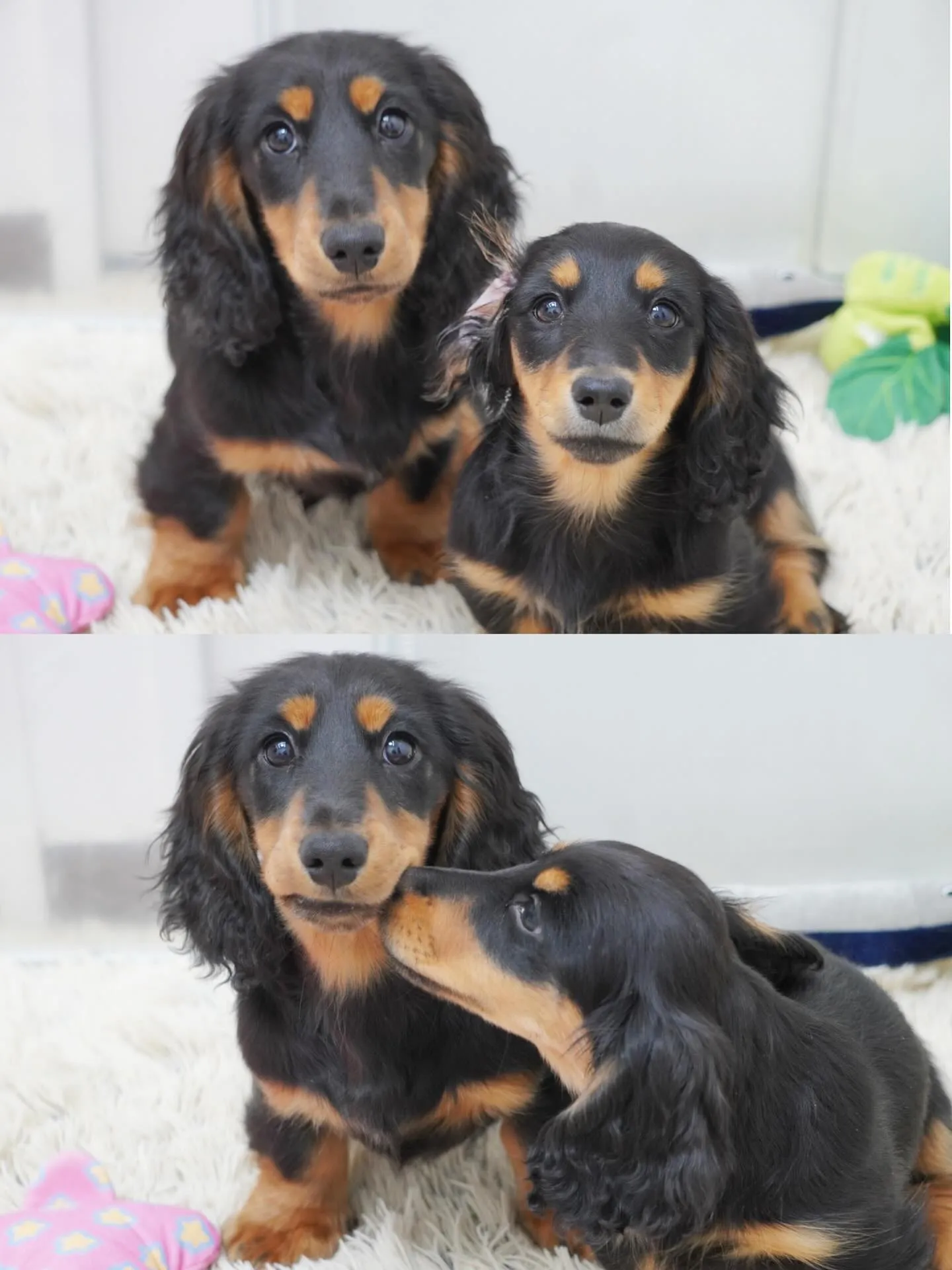 ロジャー&アッシュbabyのミニチュアダックスフンド✨️