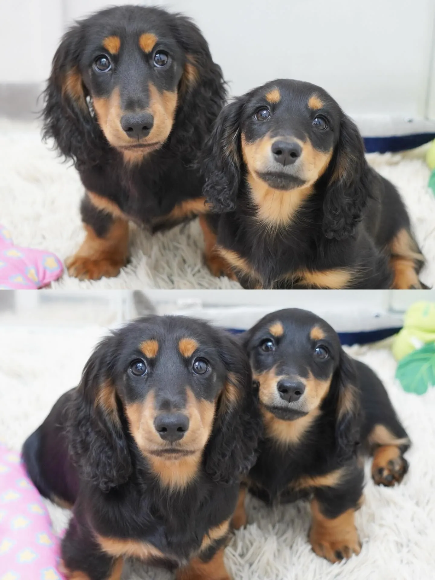 ロジャー&アッシュbabyのミニチュアダックスフンド✨️