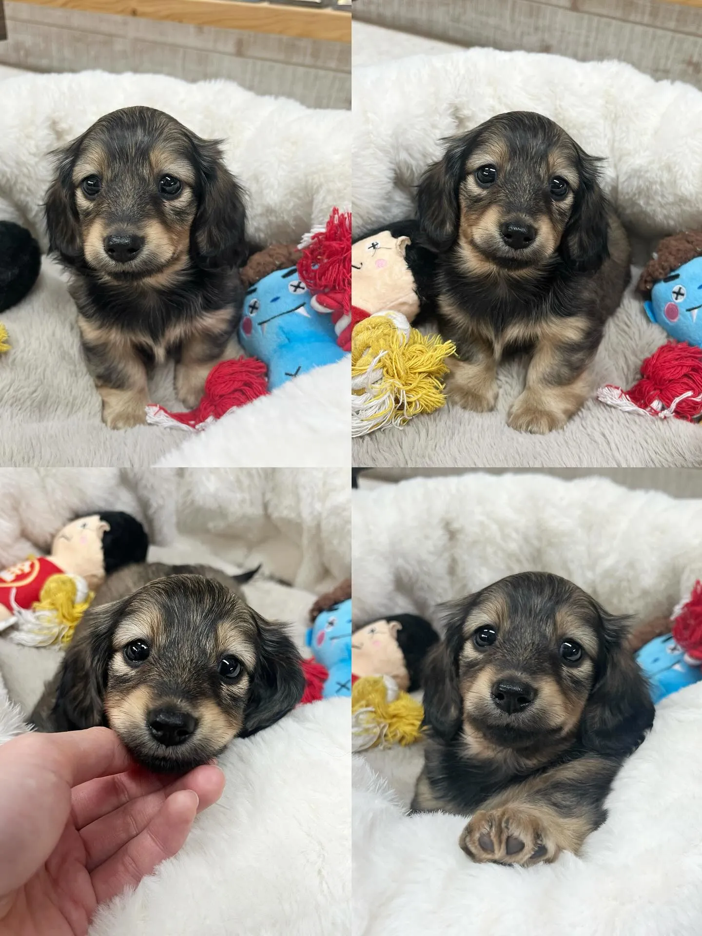 ミニチュアダックスフンド、シェイデッドイエロー女の子🎀