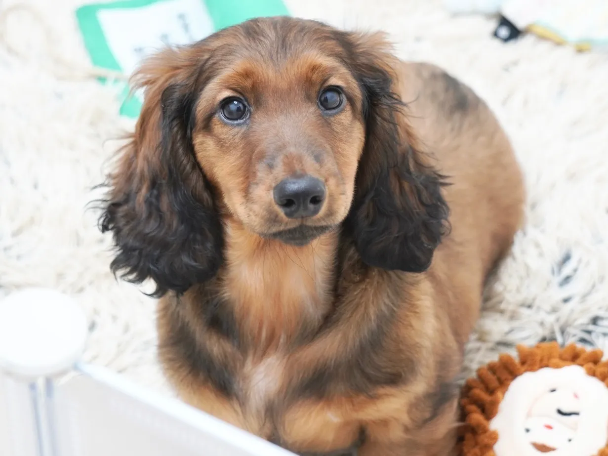 ダックスフンド・スタンダード・ロング