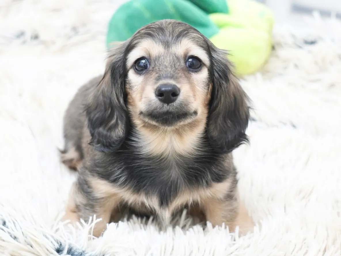 ダックスフンド・ミニチュア・ロング