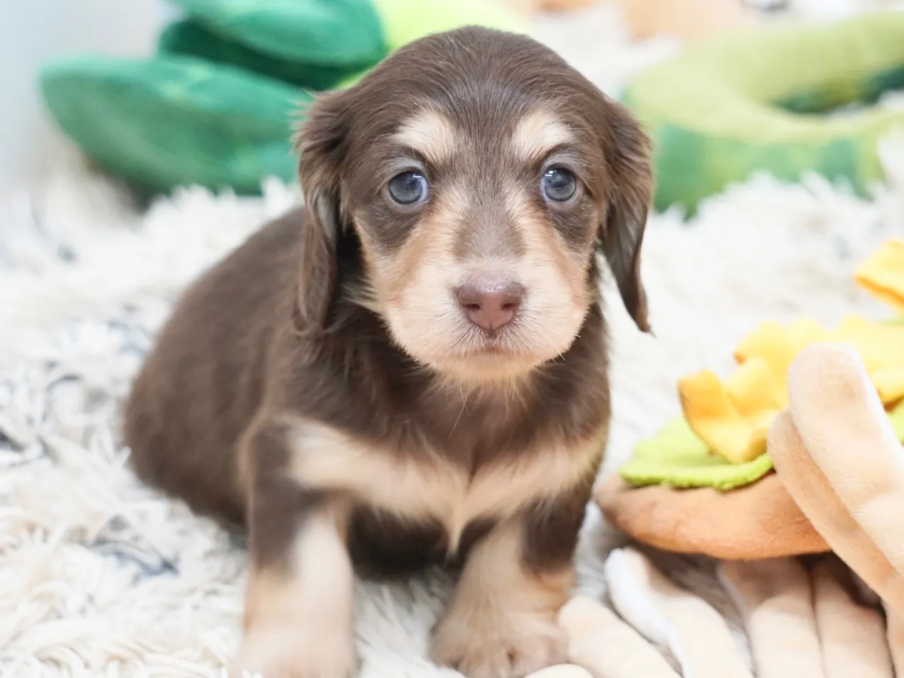 ダックスフンド・ミニチュア・ロング