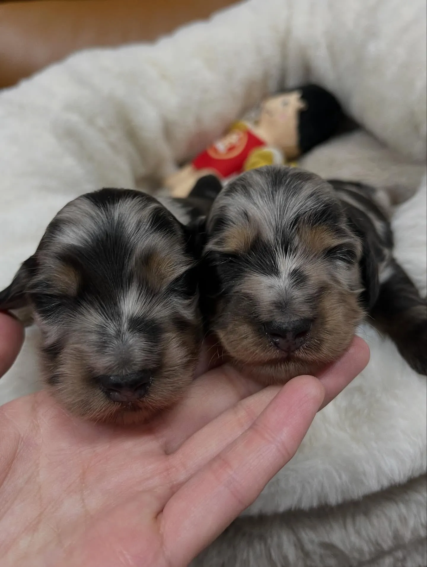 ミニチュアダックスフンド、シルバーダップルBaby🐶🍼