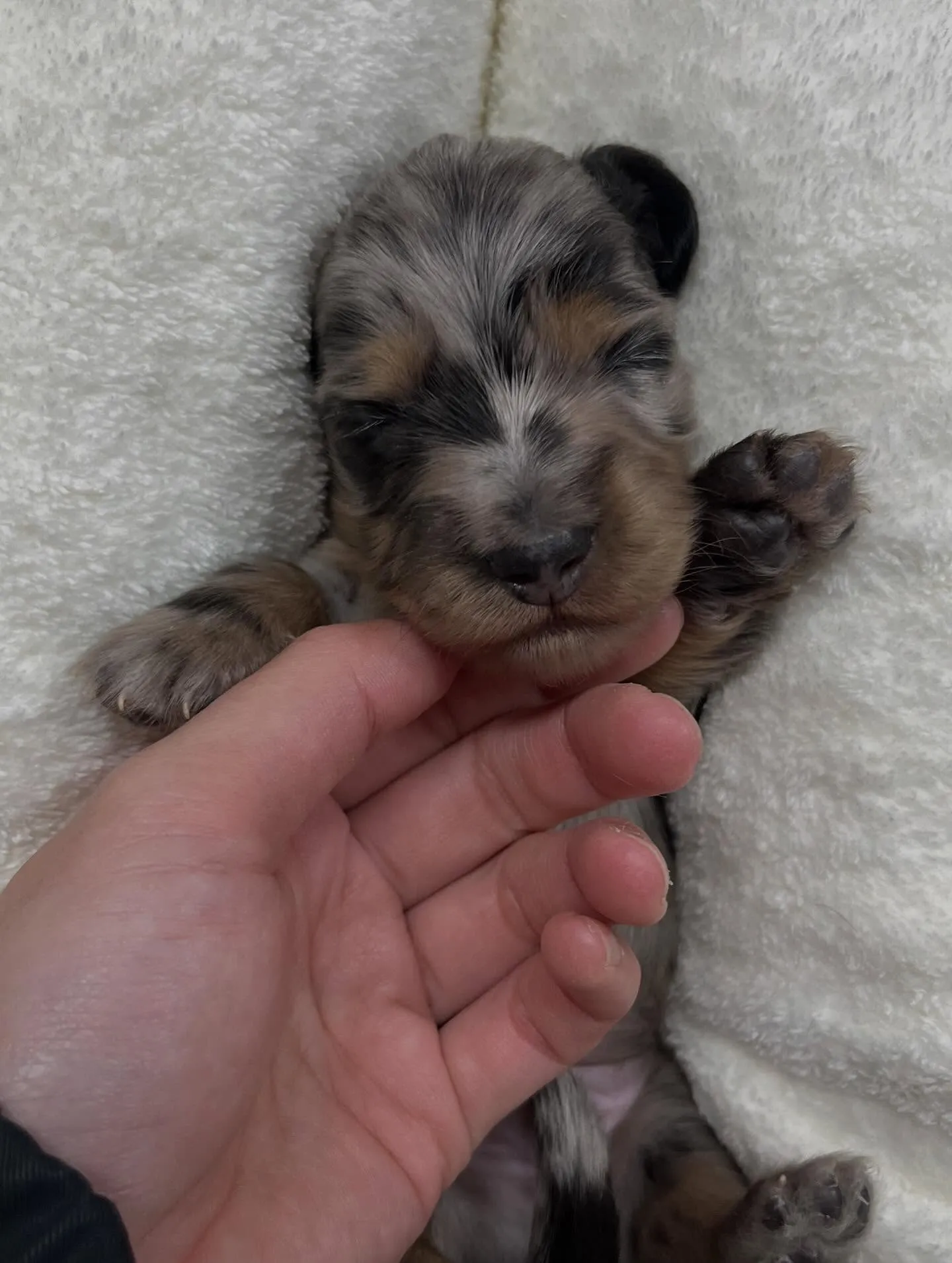 ミニチュアダックスフンド、シルバーダップルBaby🐶🍼