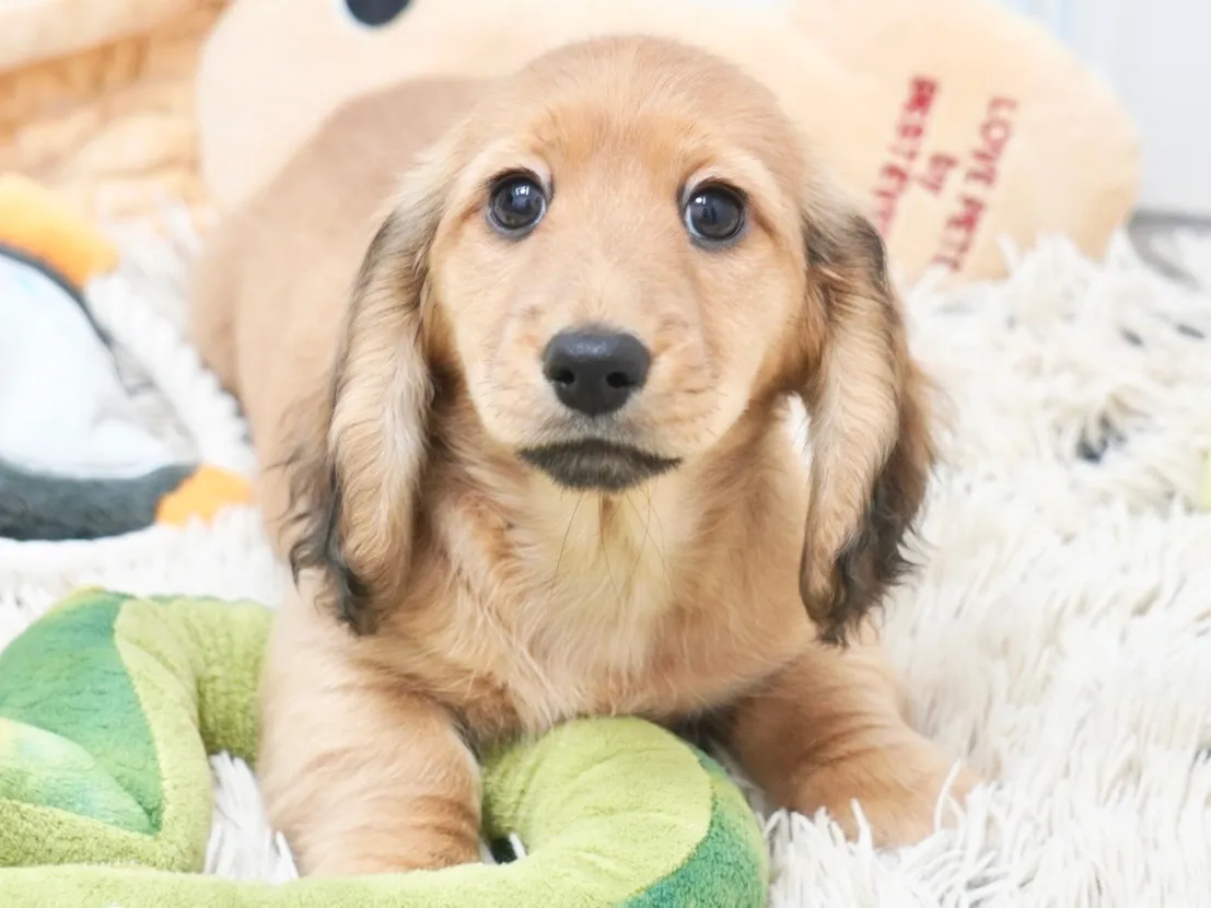 ダックスフンド・カニンヘン・ロング