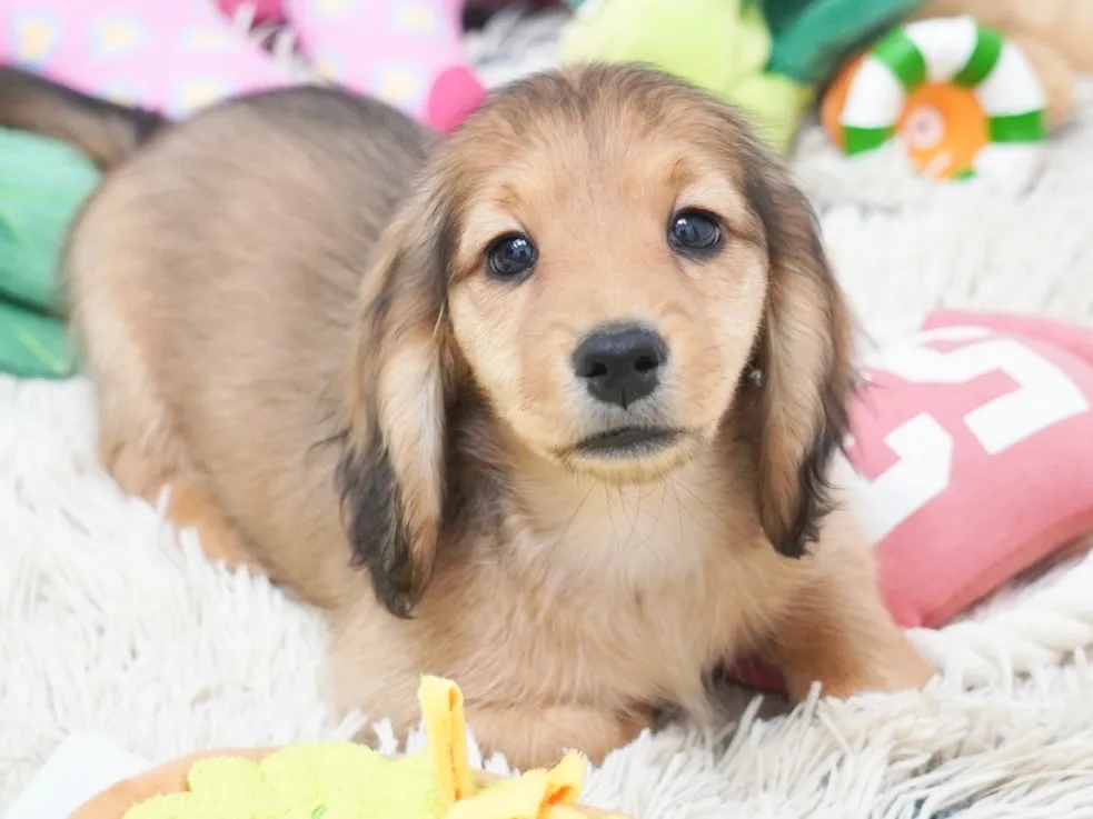 ダックスフンド・ミニチュア・ロング