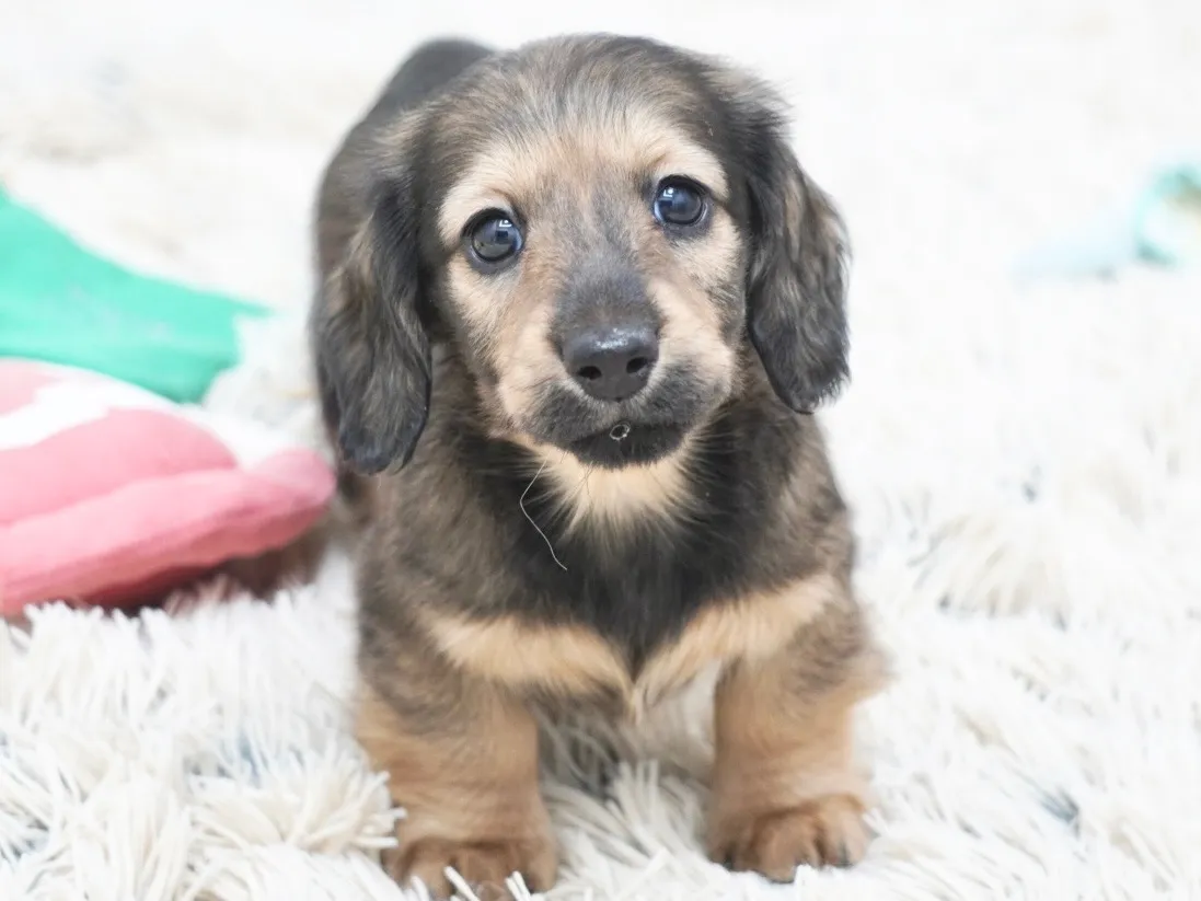 ダックスフンド・ミニチュア・ロング