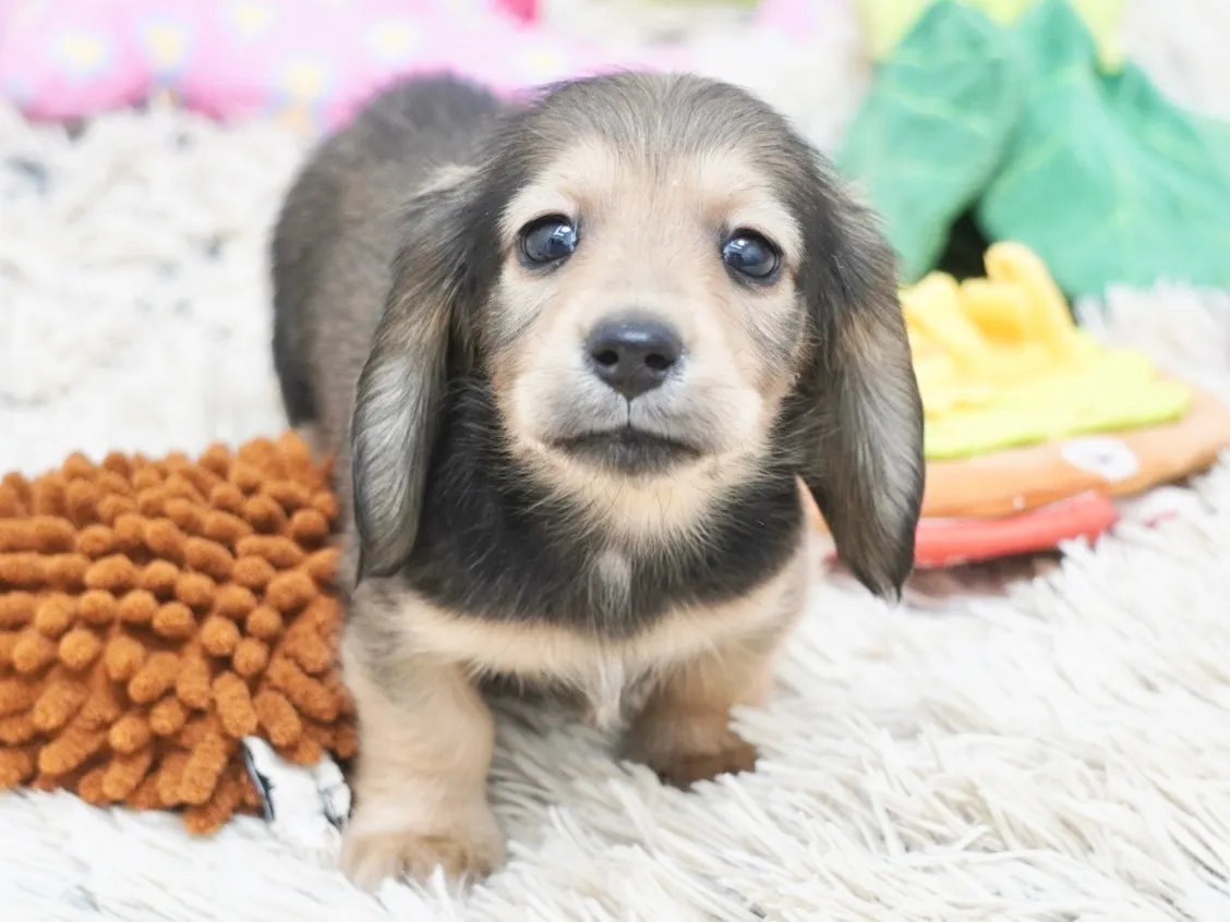 ダックスフンド・ミニチュア・ロング